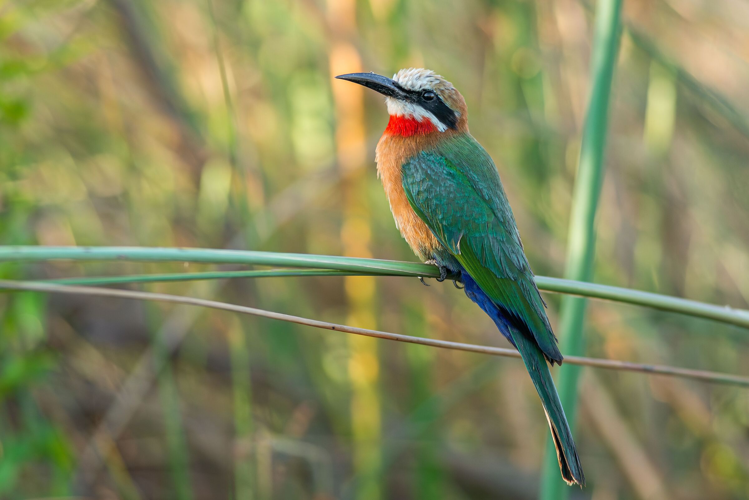 Gruccione frontebianca (merops bullockoides)