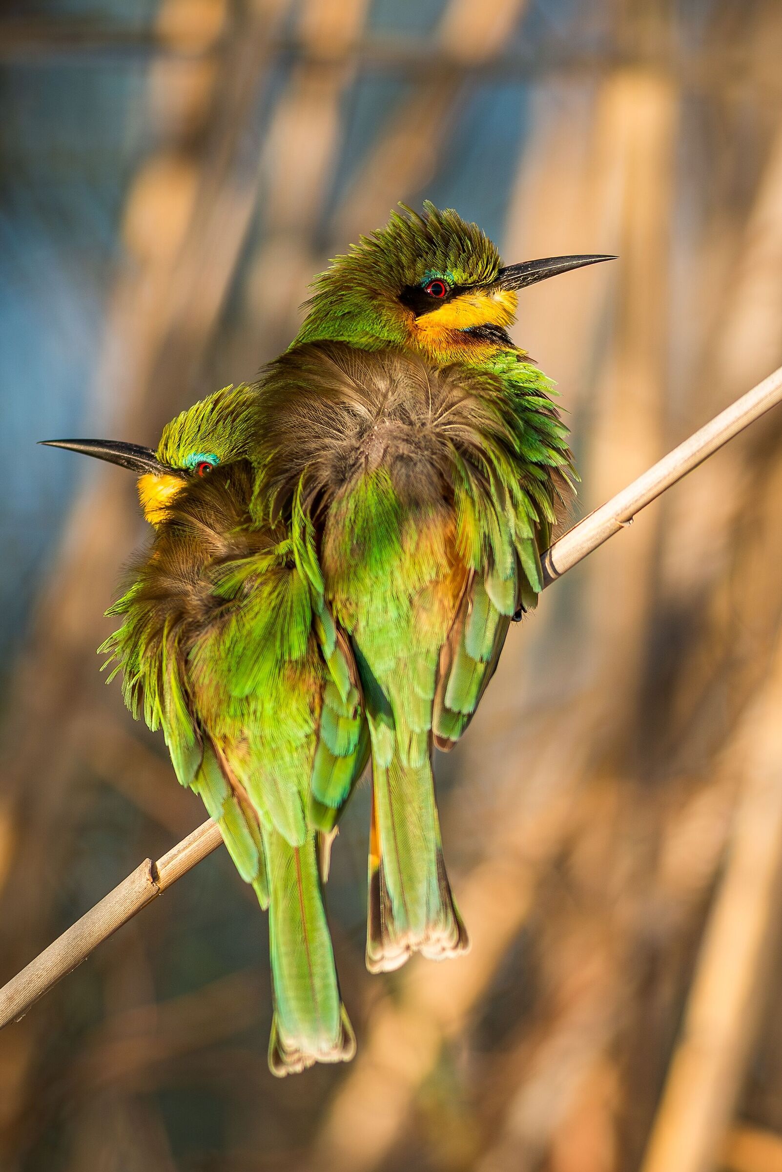 Bee-eater (Merops pusillus)