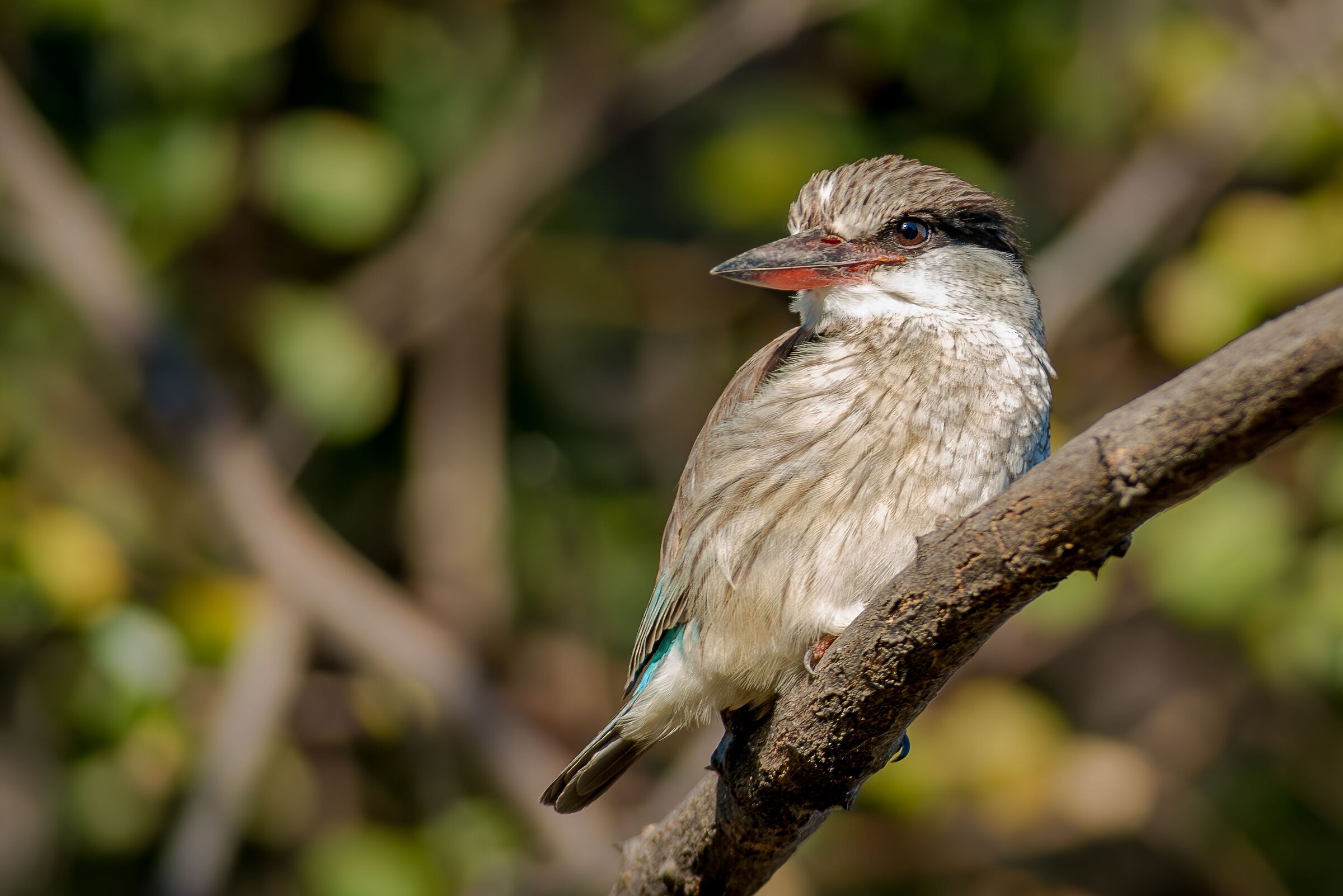 Striped Kingfisher (Halcyon chelicuti)