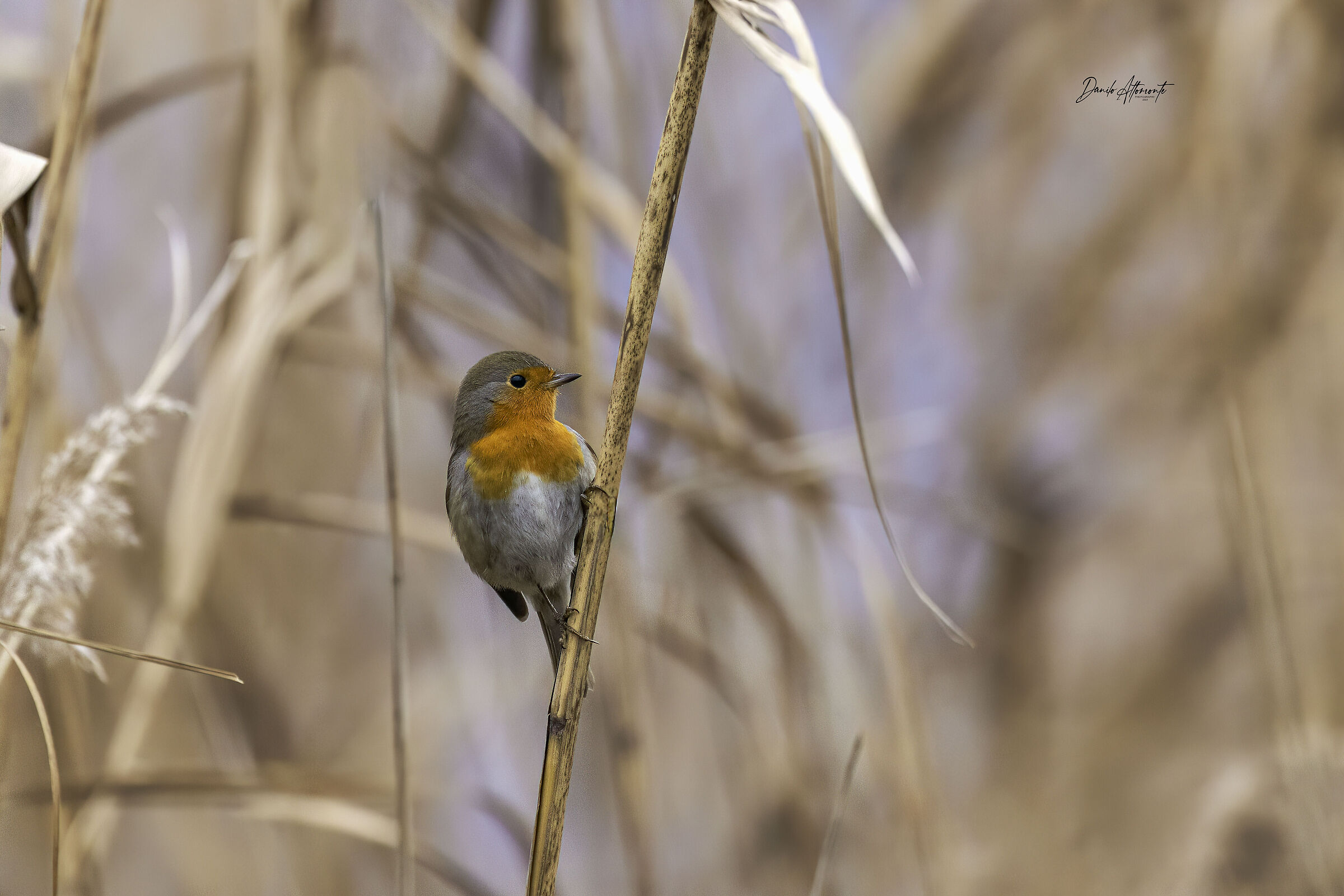 Robin