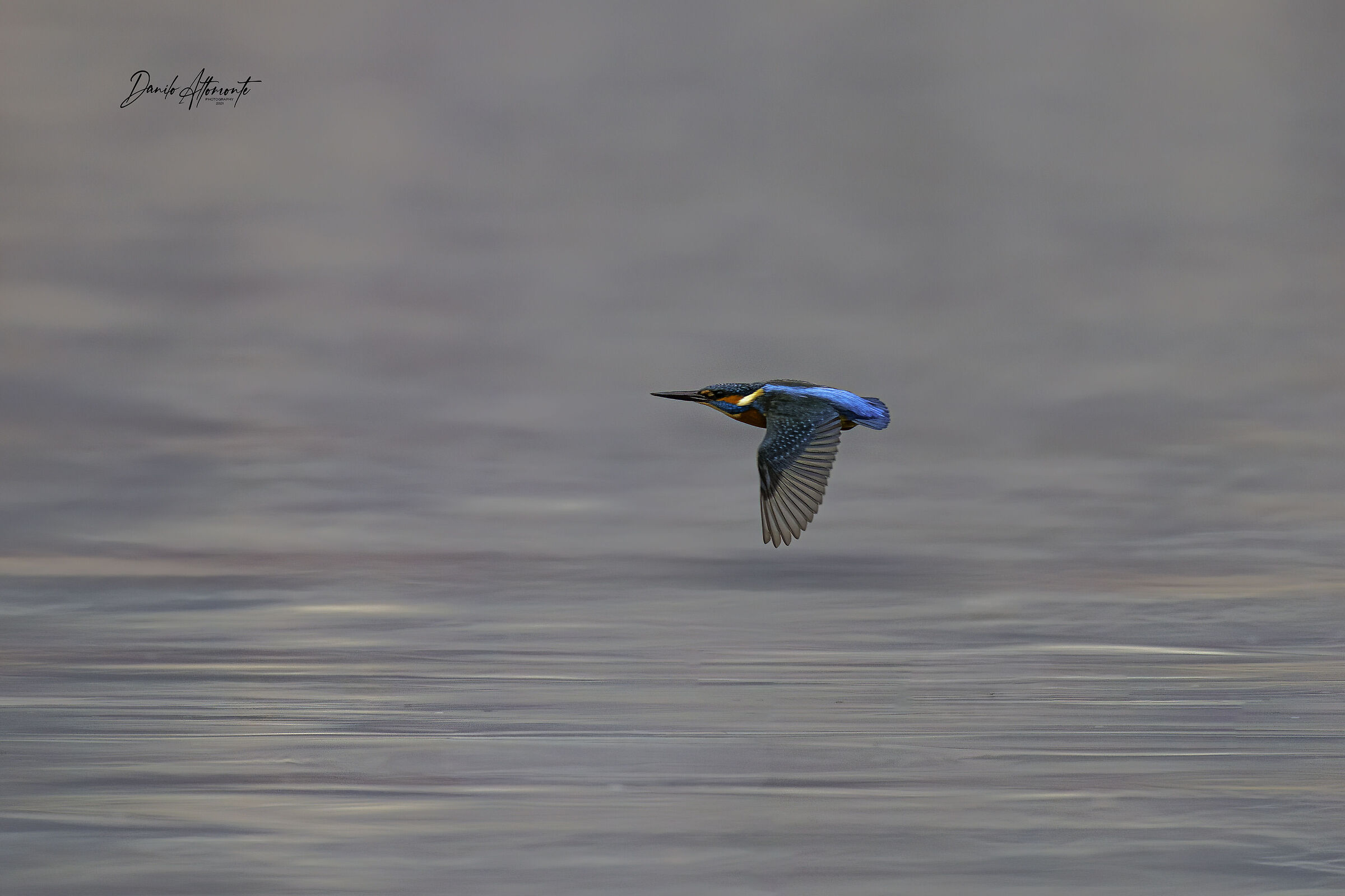 Kingfisher