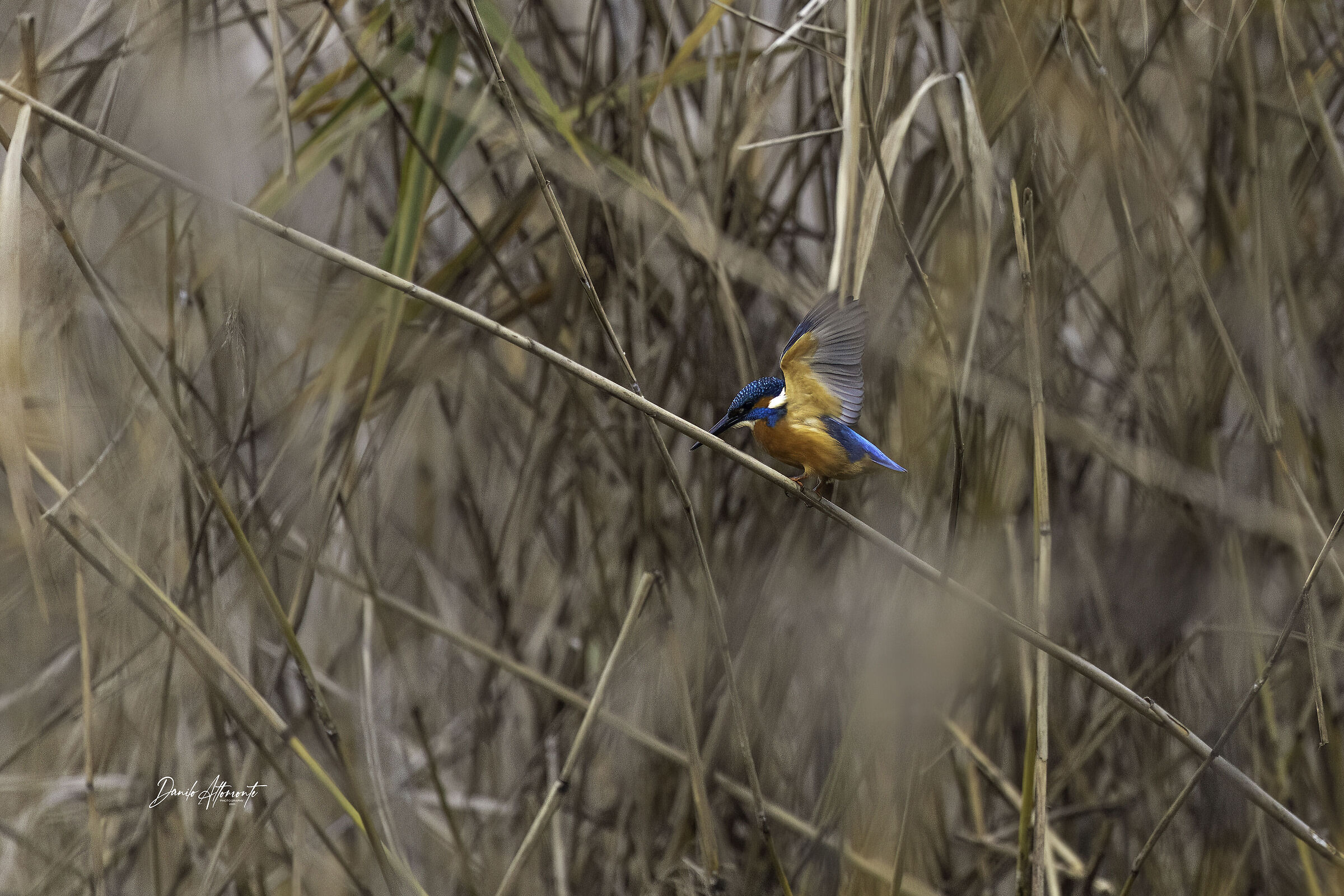 Kingfisher