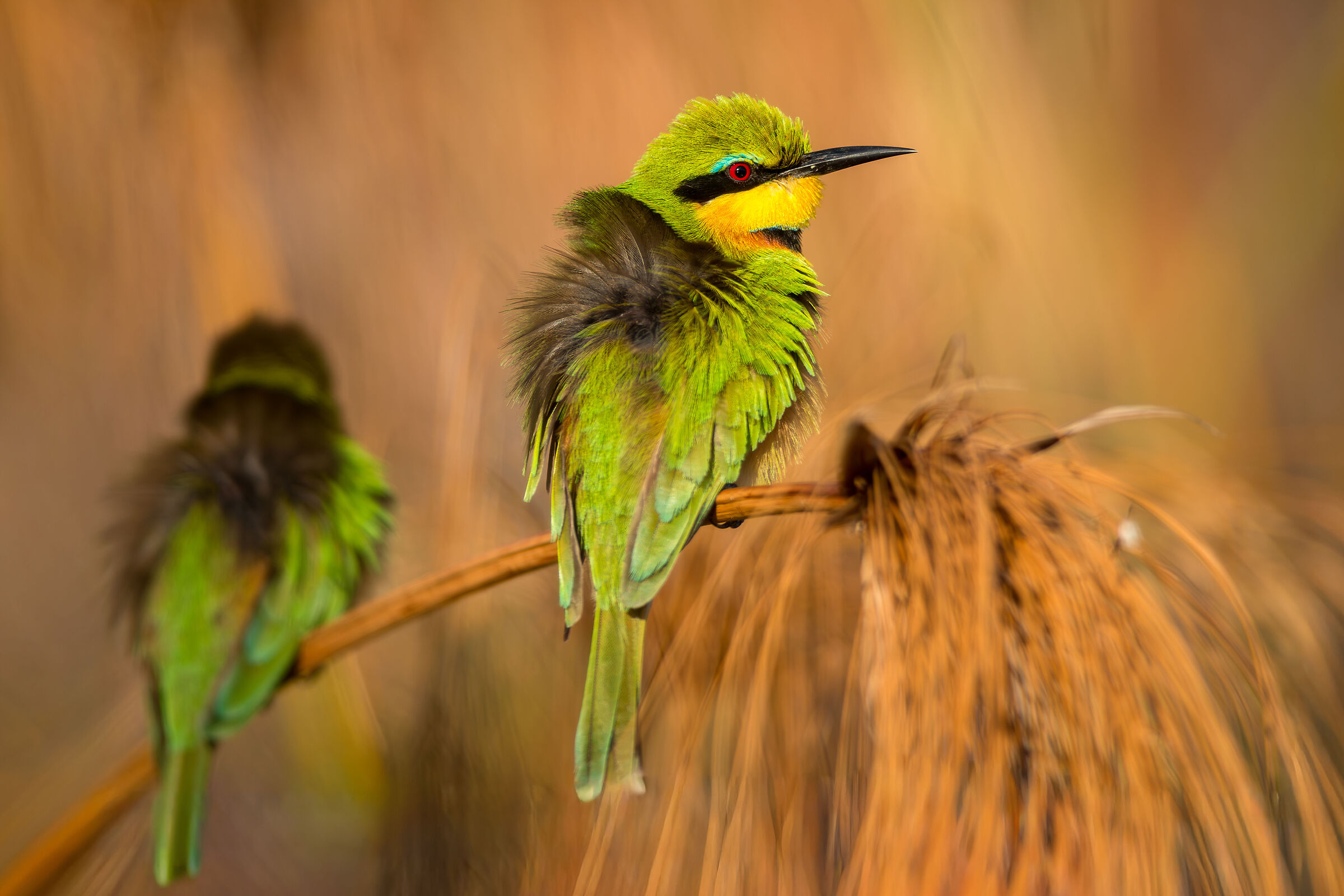 Gruccione minore (Merops pusillus)