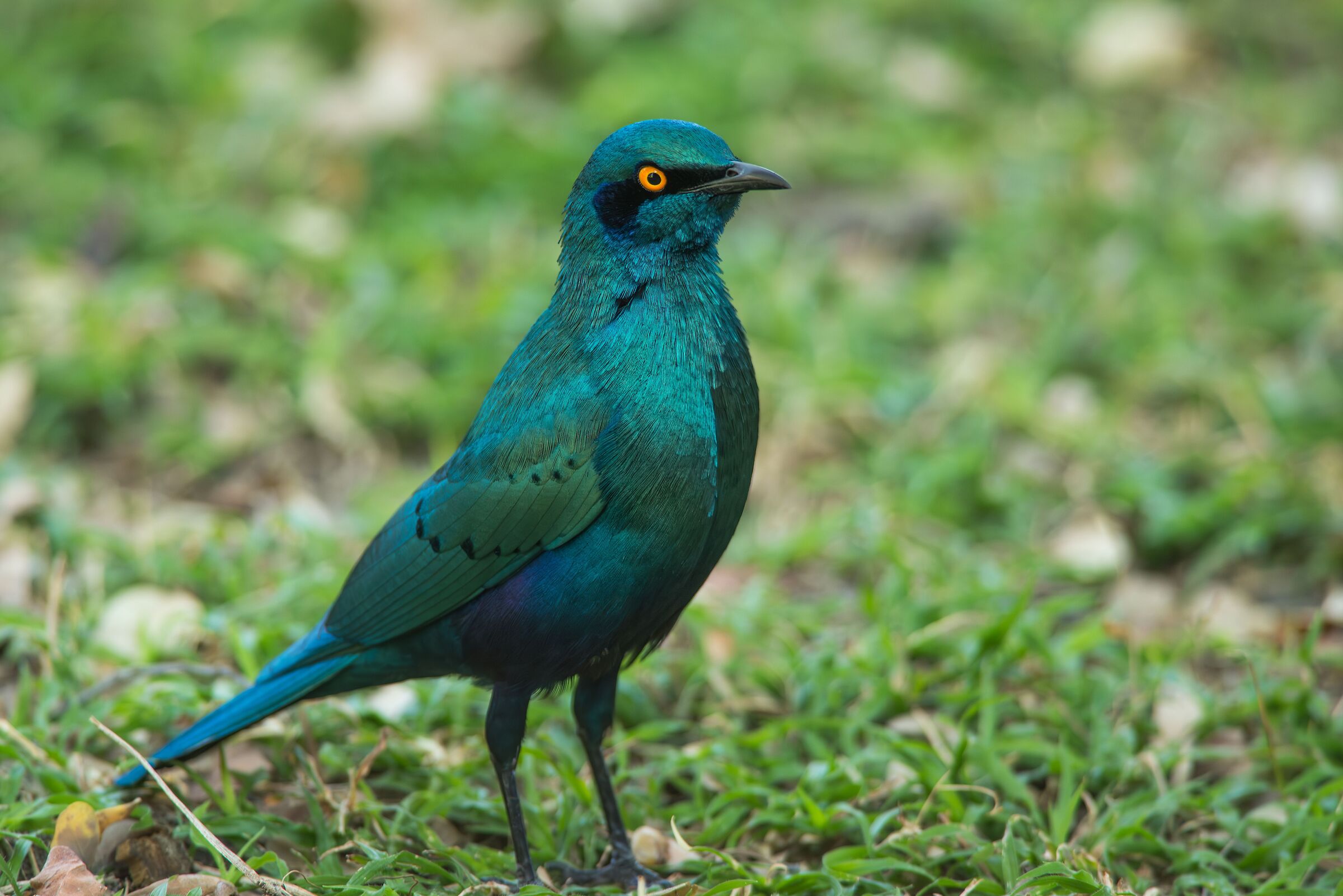 Gorgeous Great Blue Starling (lamprotornis chalybaeus)