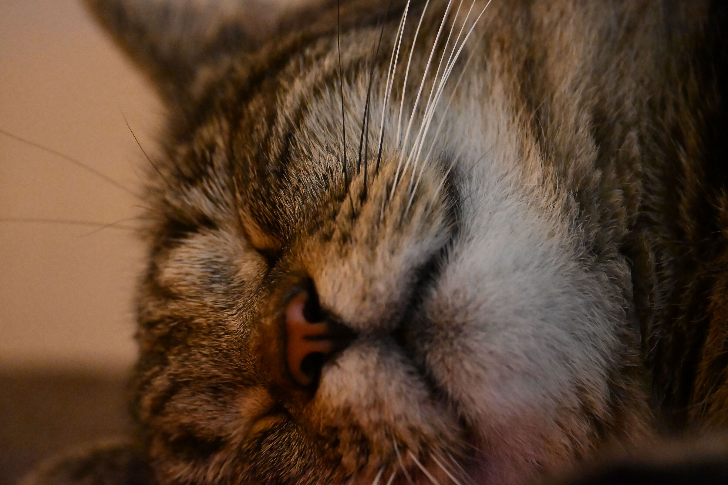 Cat sleeps