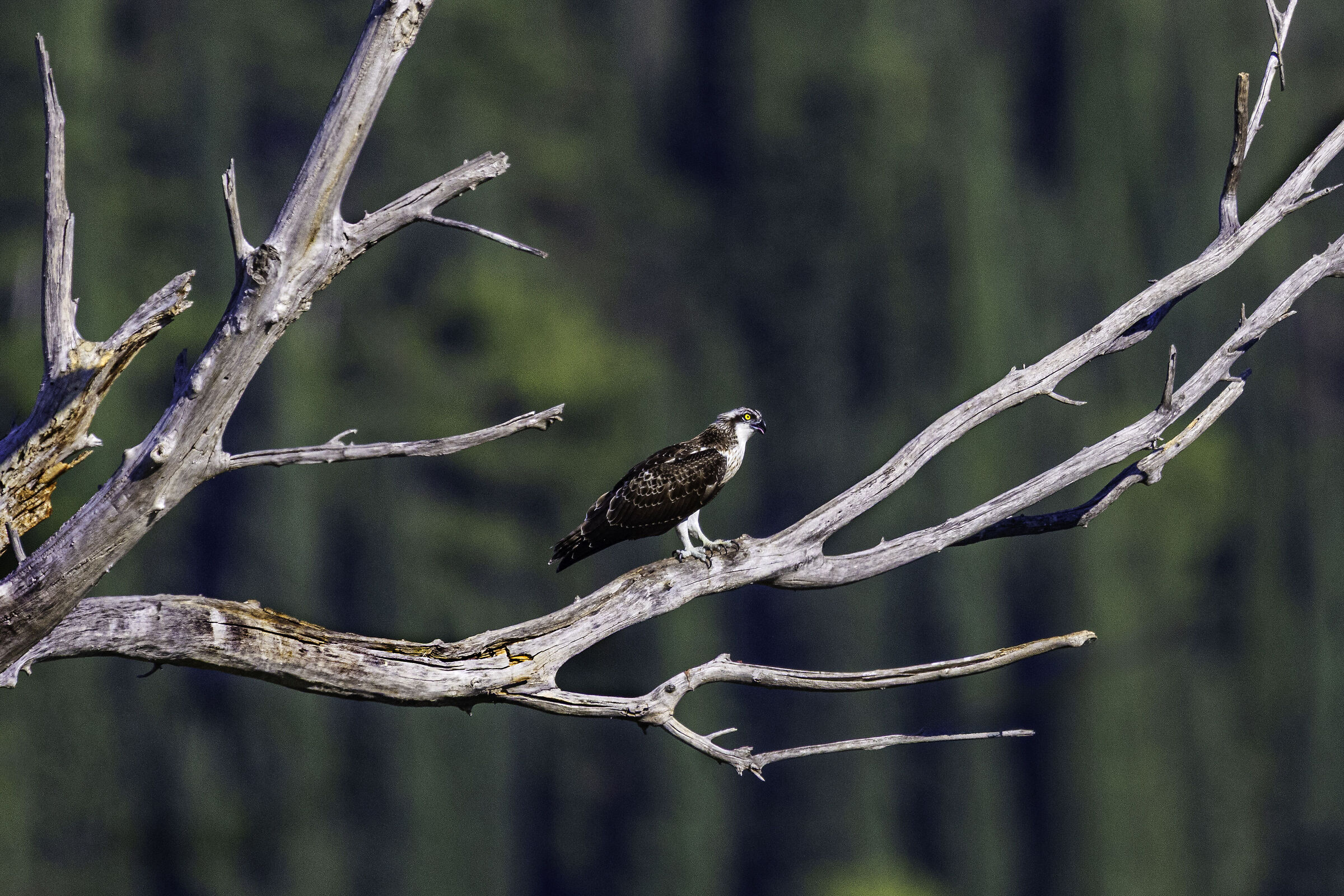 Osprey