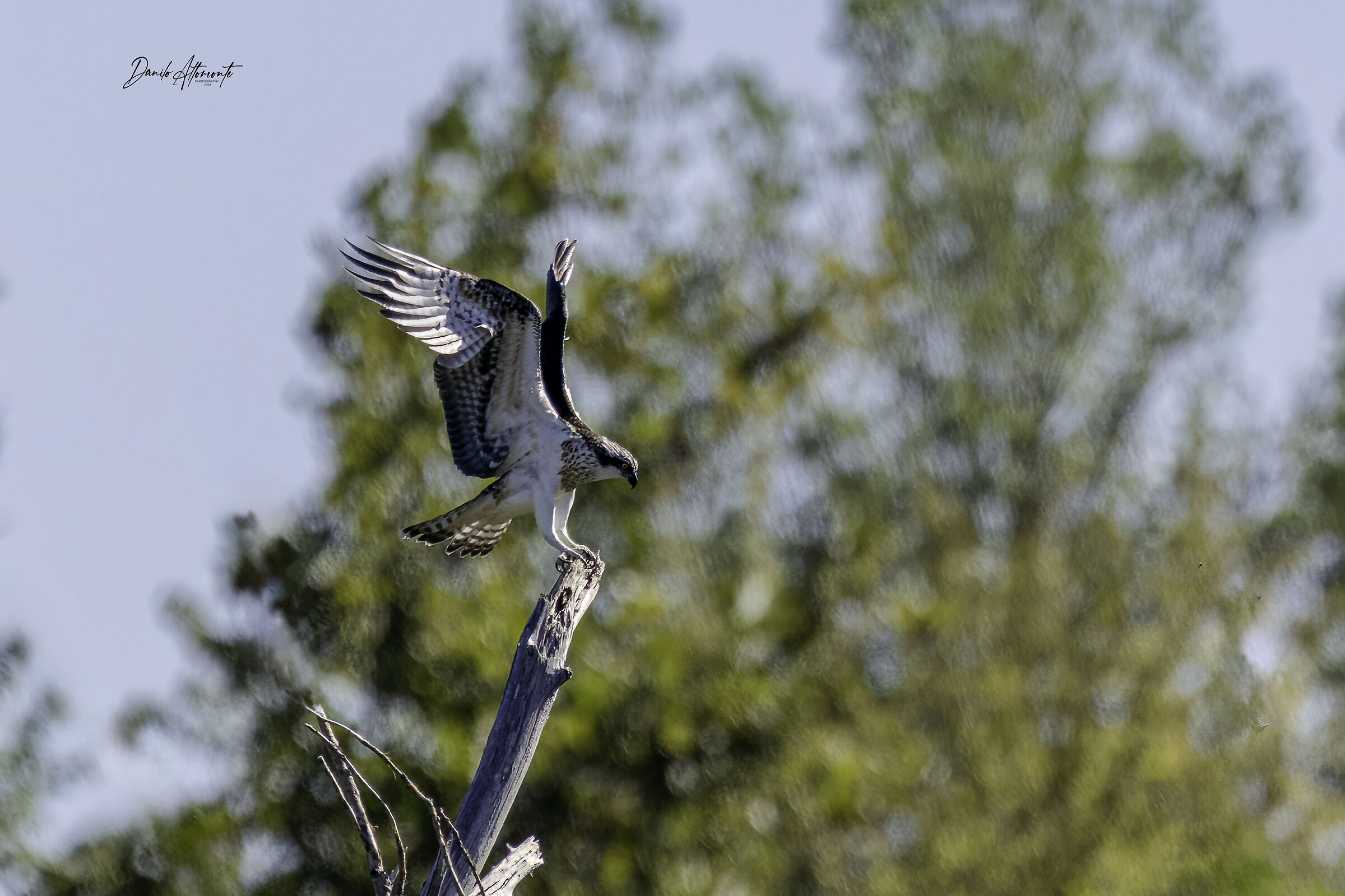 Osprey