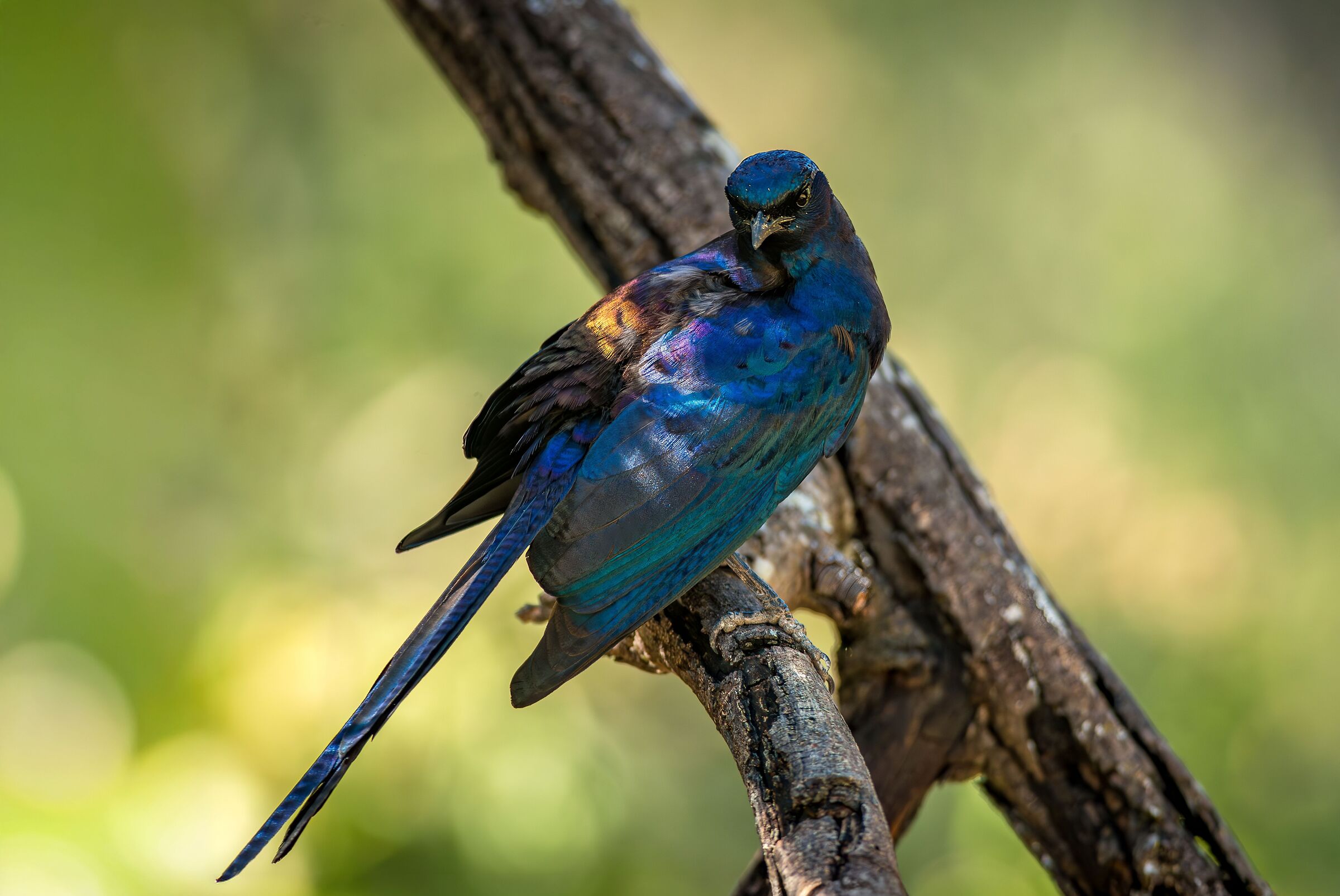 Burchell's Splendid Starling (lamprotronis australis)