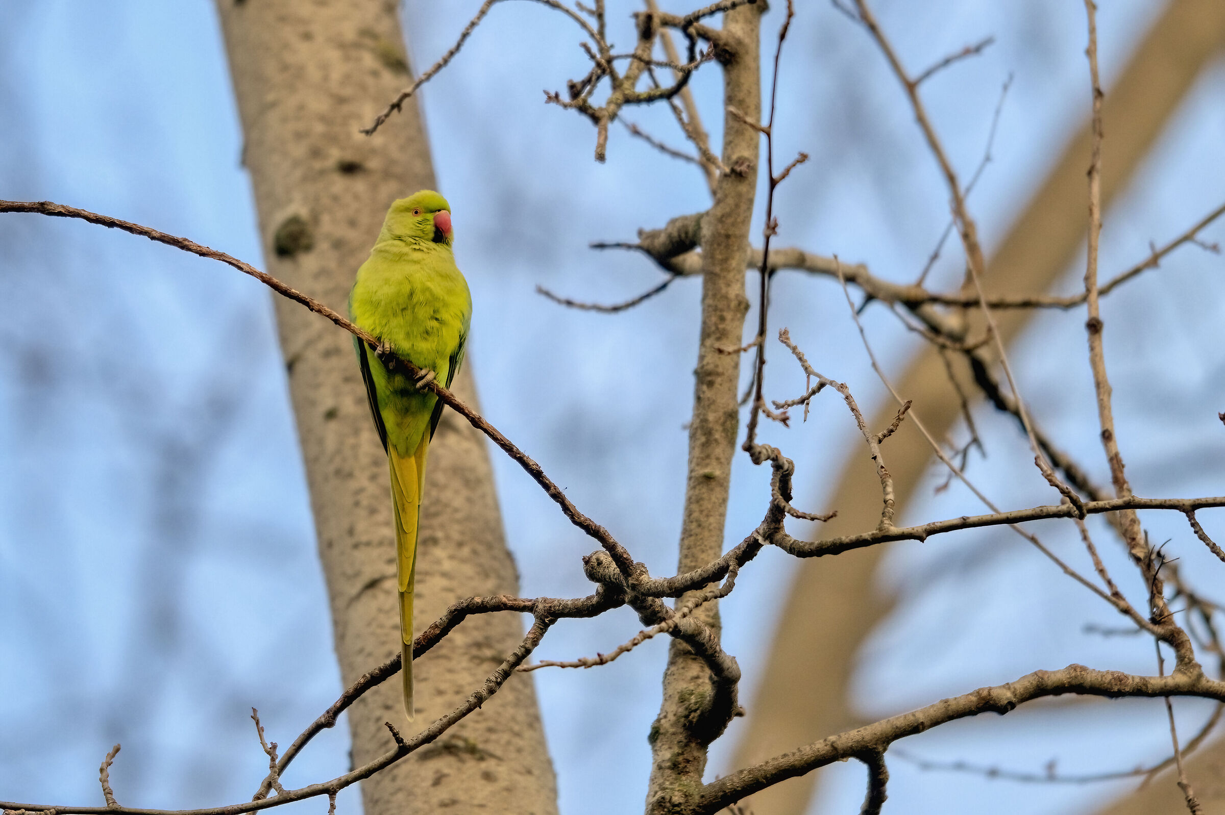 solitario