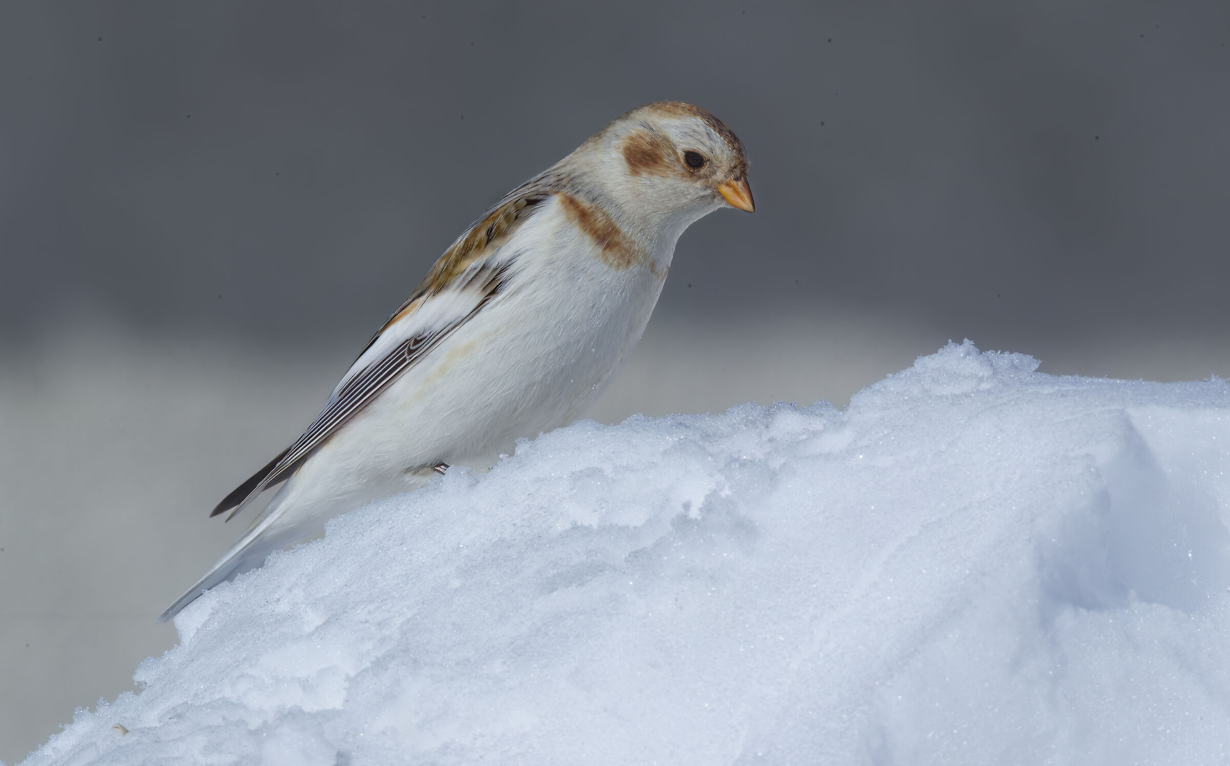 luce da neve, zigolo delle nevi