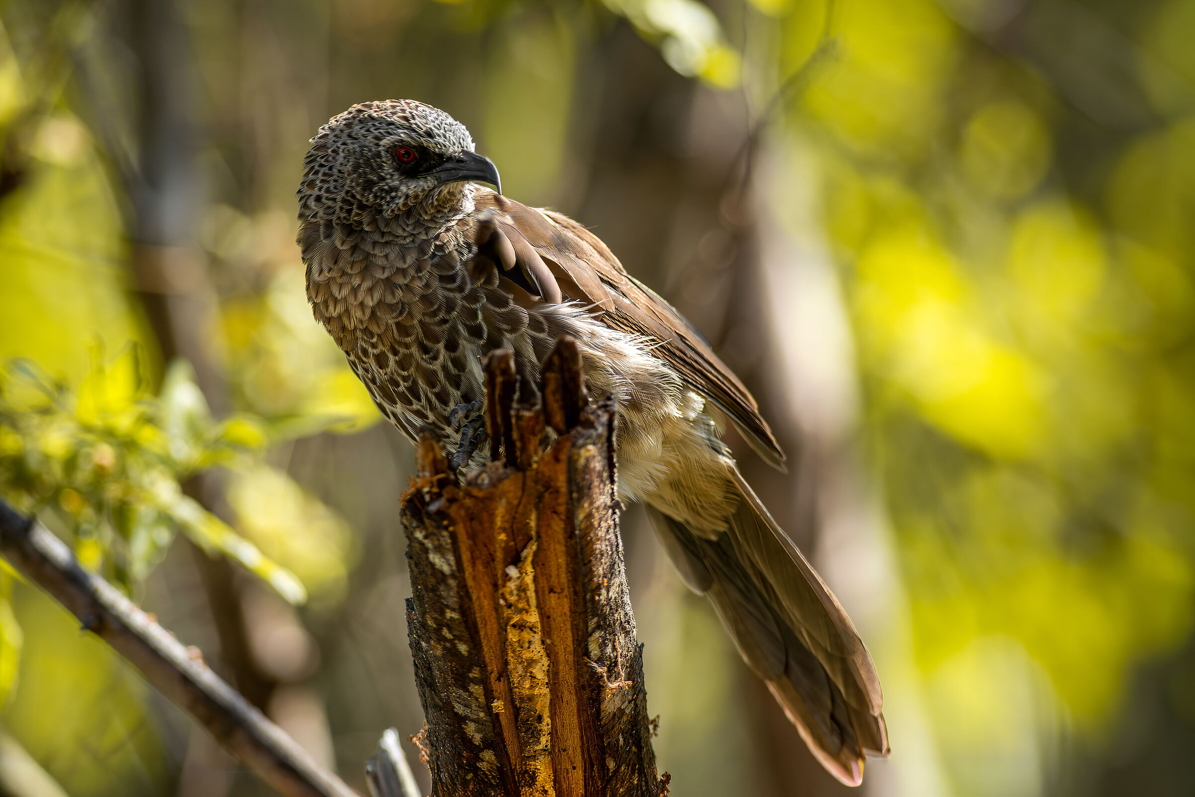 Hartlaub's babbler (turdoides hartalubiis)