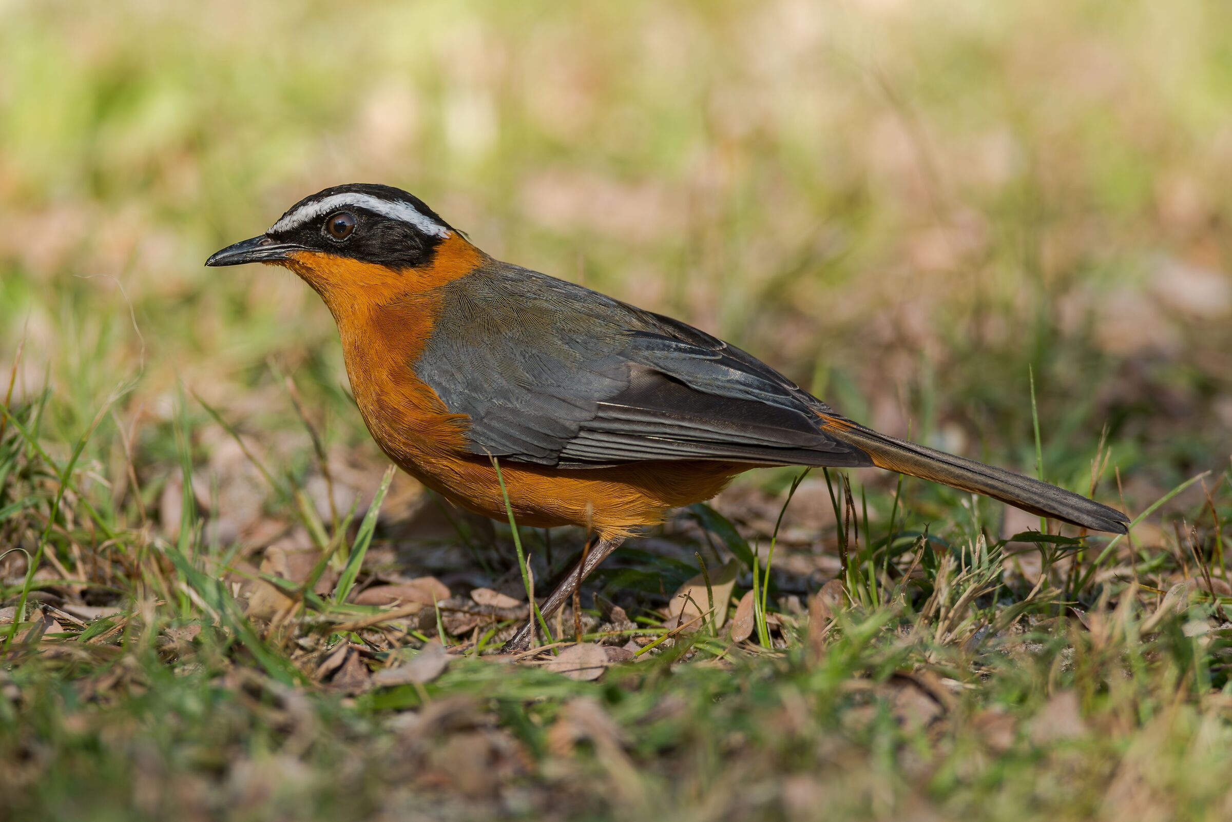 White-browed robin (cossypha heuglin)