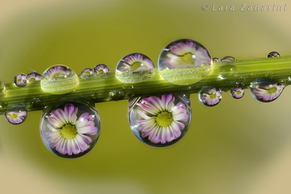 dream of a morning in more '