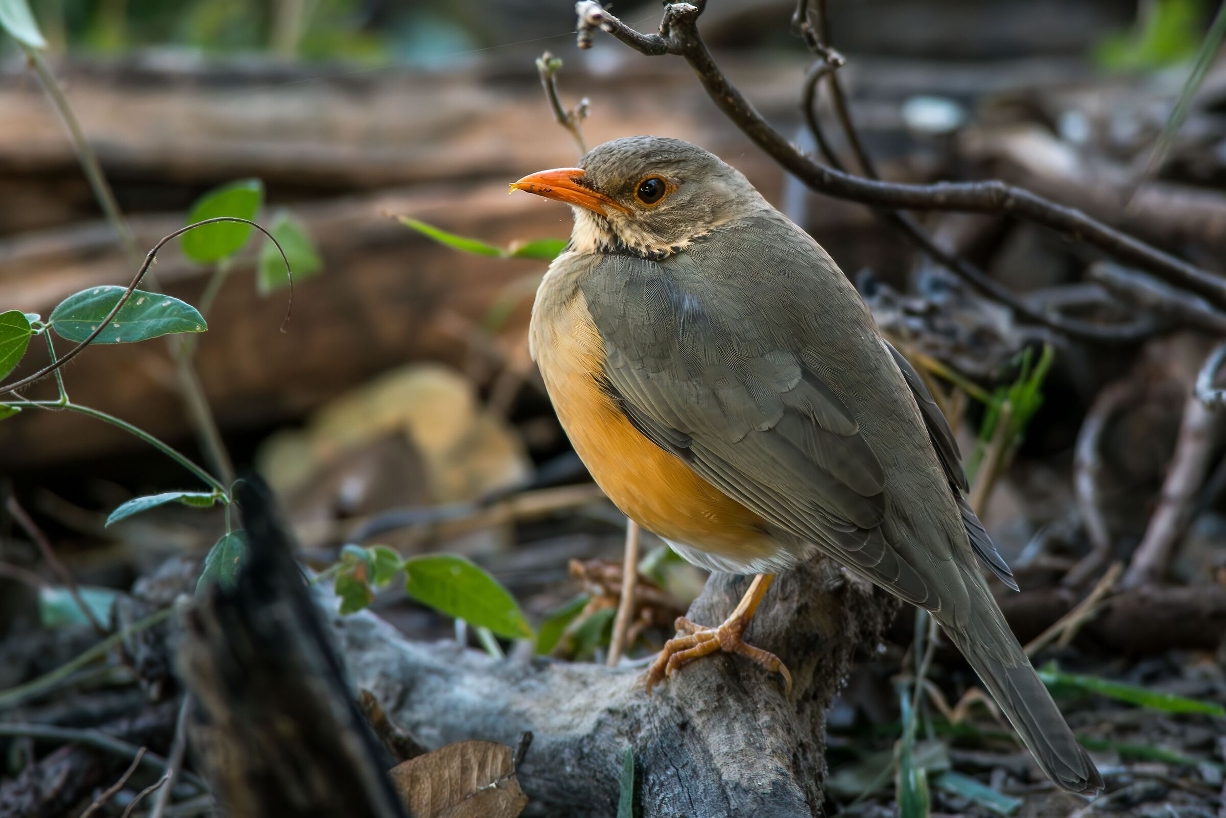 Kurrichane's thrush (turdus libonyana)
