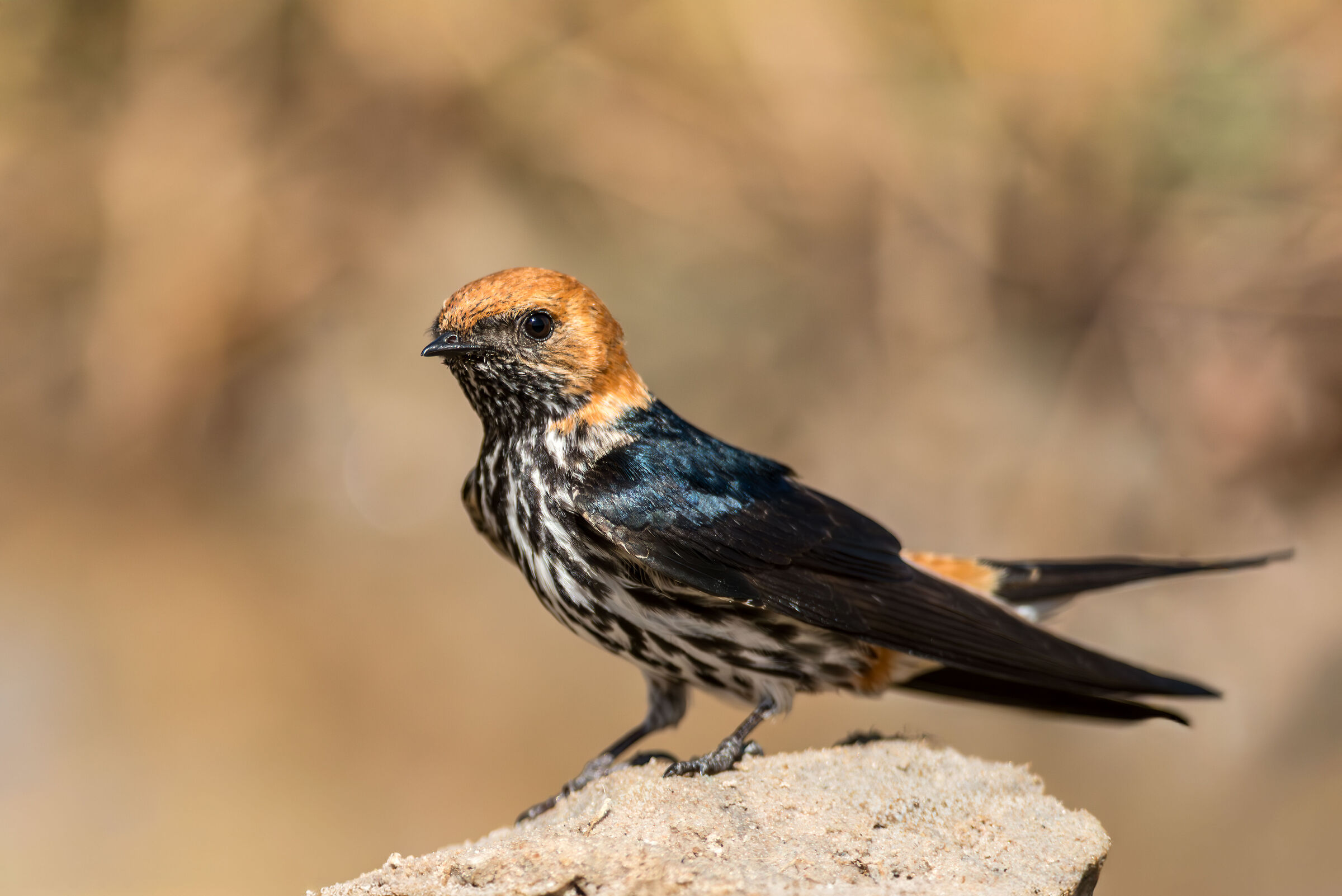 Lesser Striped Swallow (hirundo abyssinica)