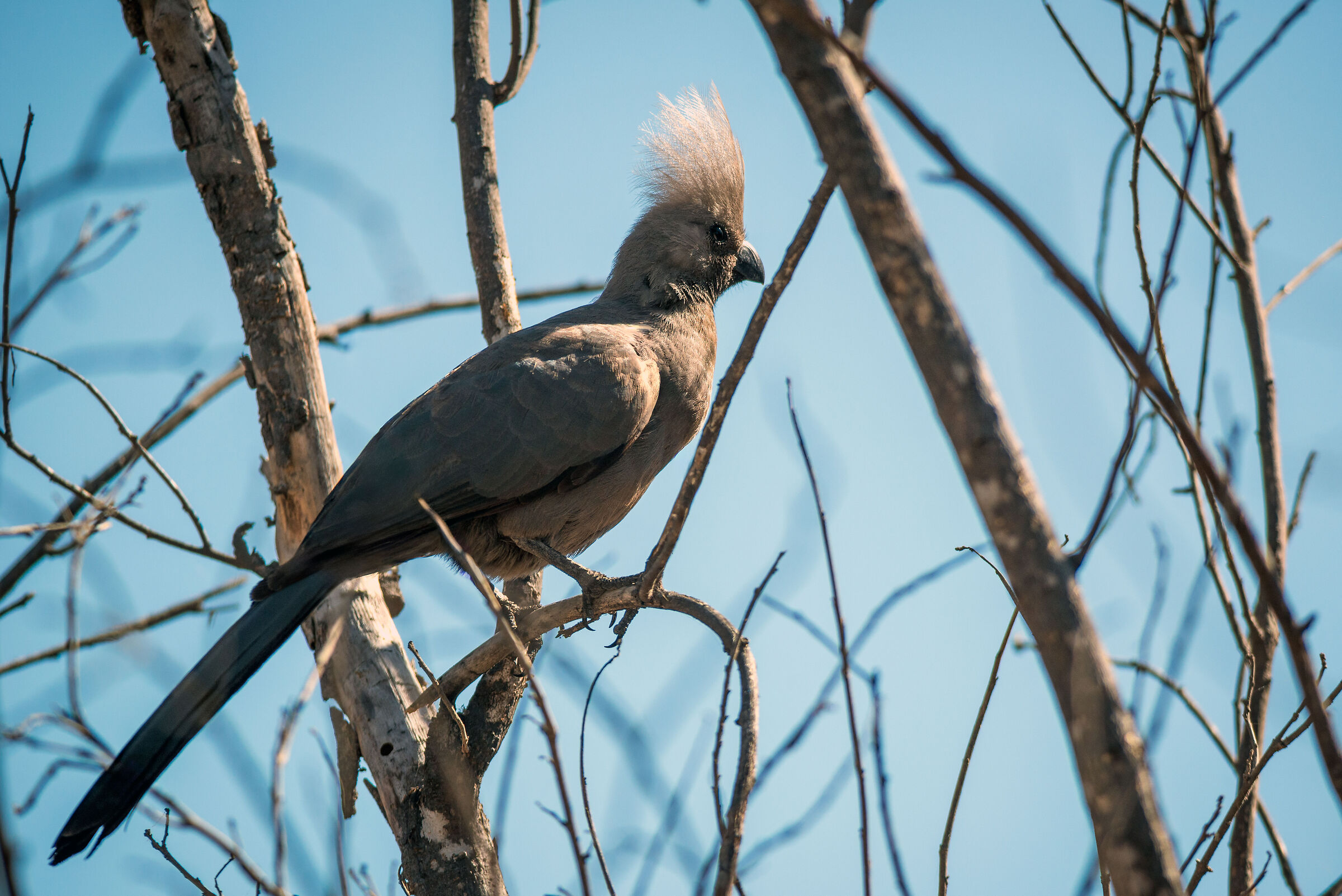 Unicolor turaco (corythaixoides concolor)