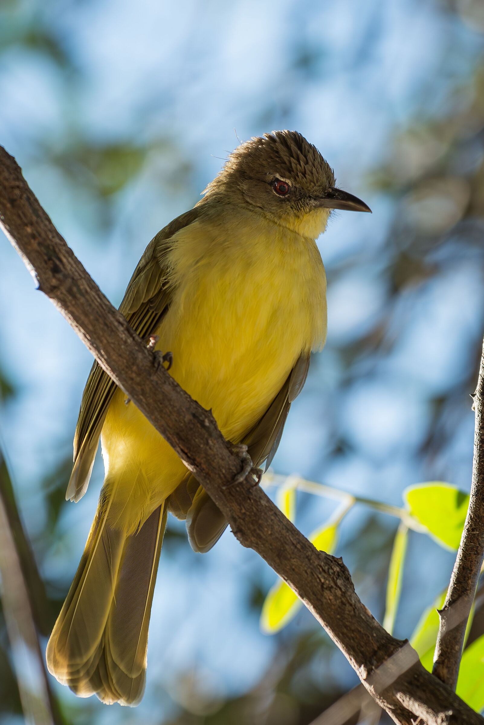 Yellow-bellied greenbul (Chlorocichla flaviventris)