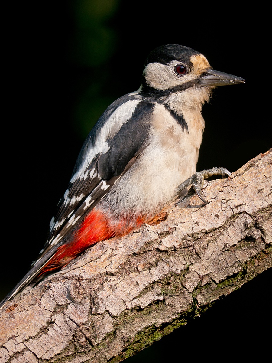 Great Spotted Woodpecker.