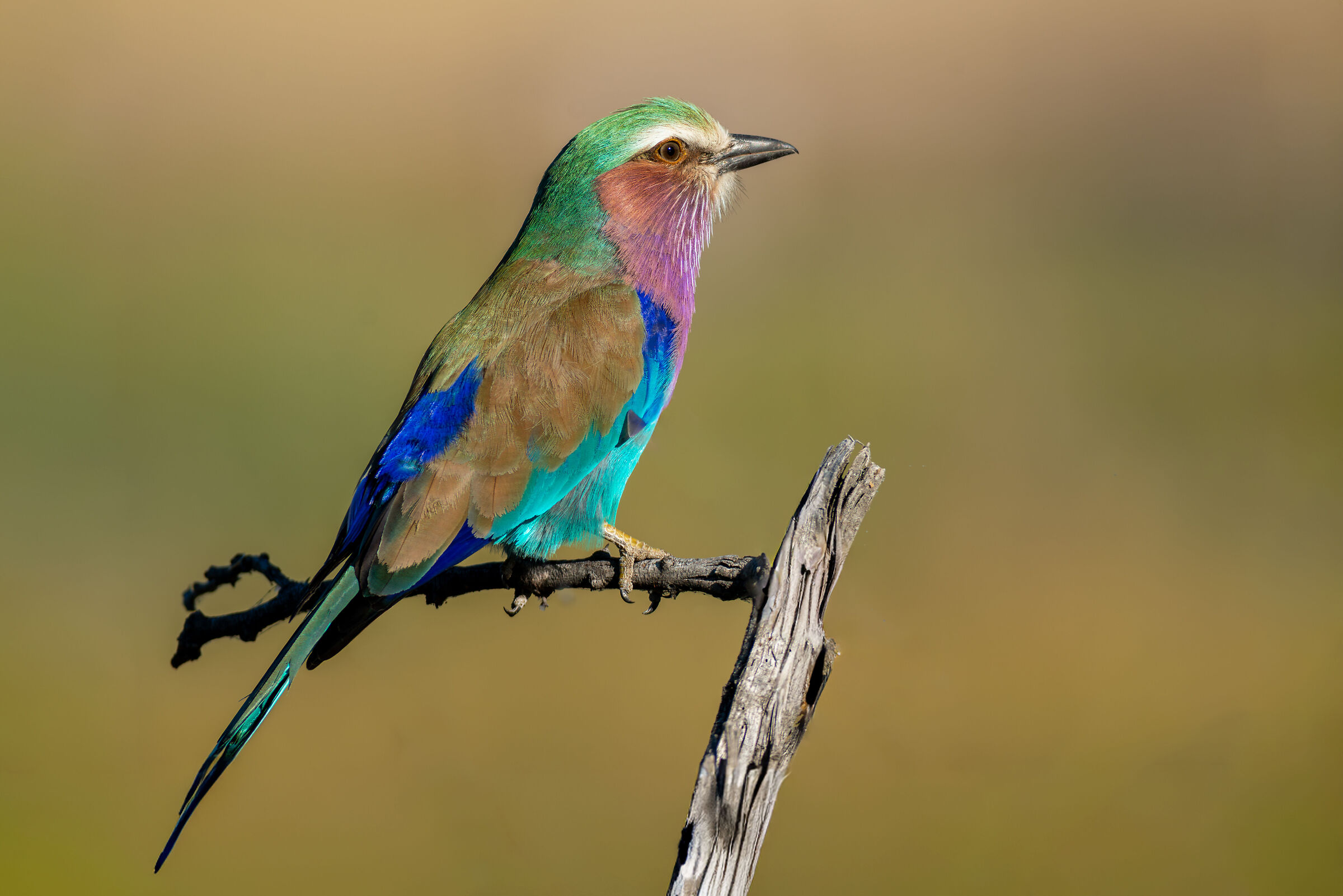 Lilac-breasted European Jay (Coracias caudatus)