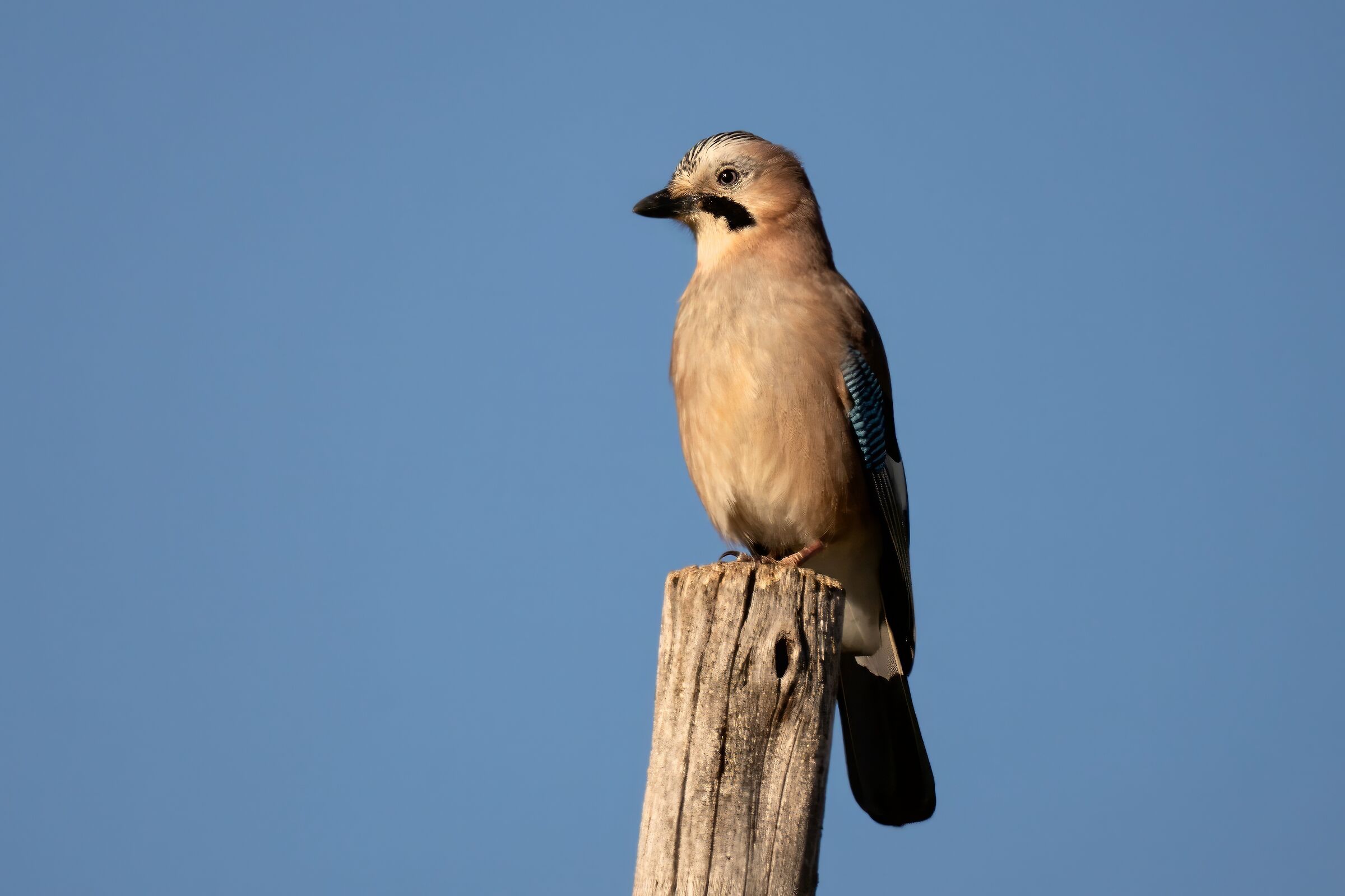 Jay (Garrulus glandarius)