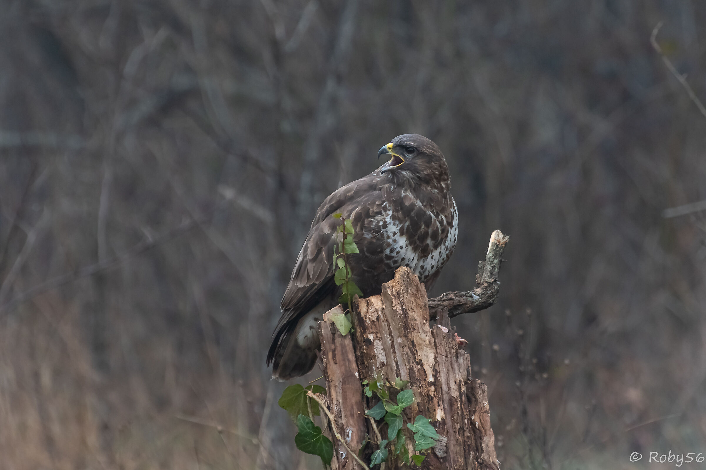 The Buzzard's Cry ..