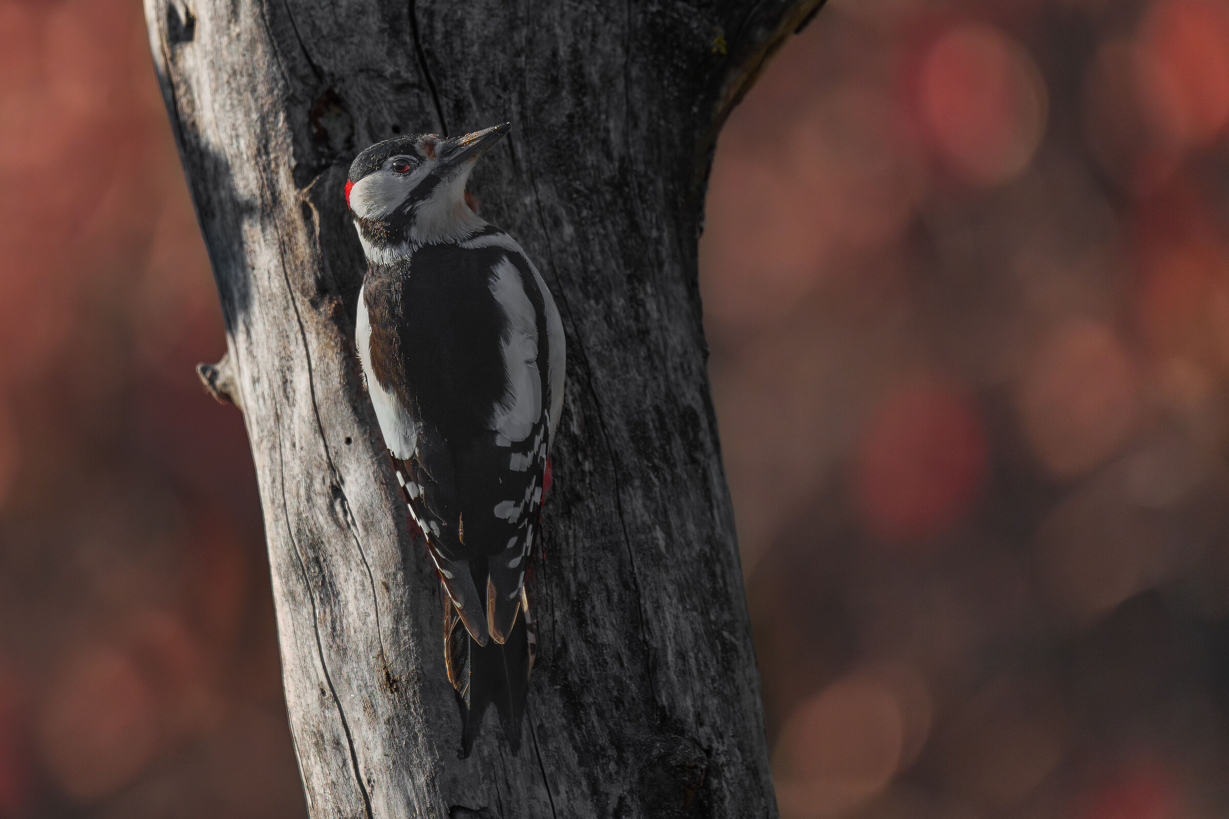 picchio rosso maschio