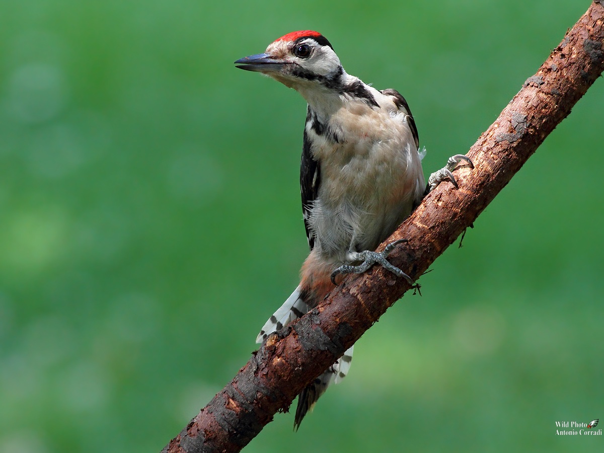 Picchio Rosso Maggiore ....piccolo