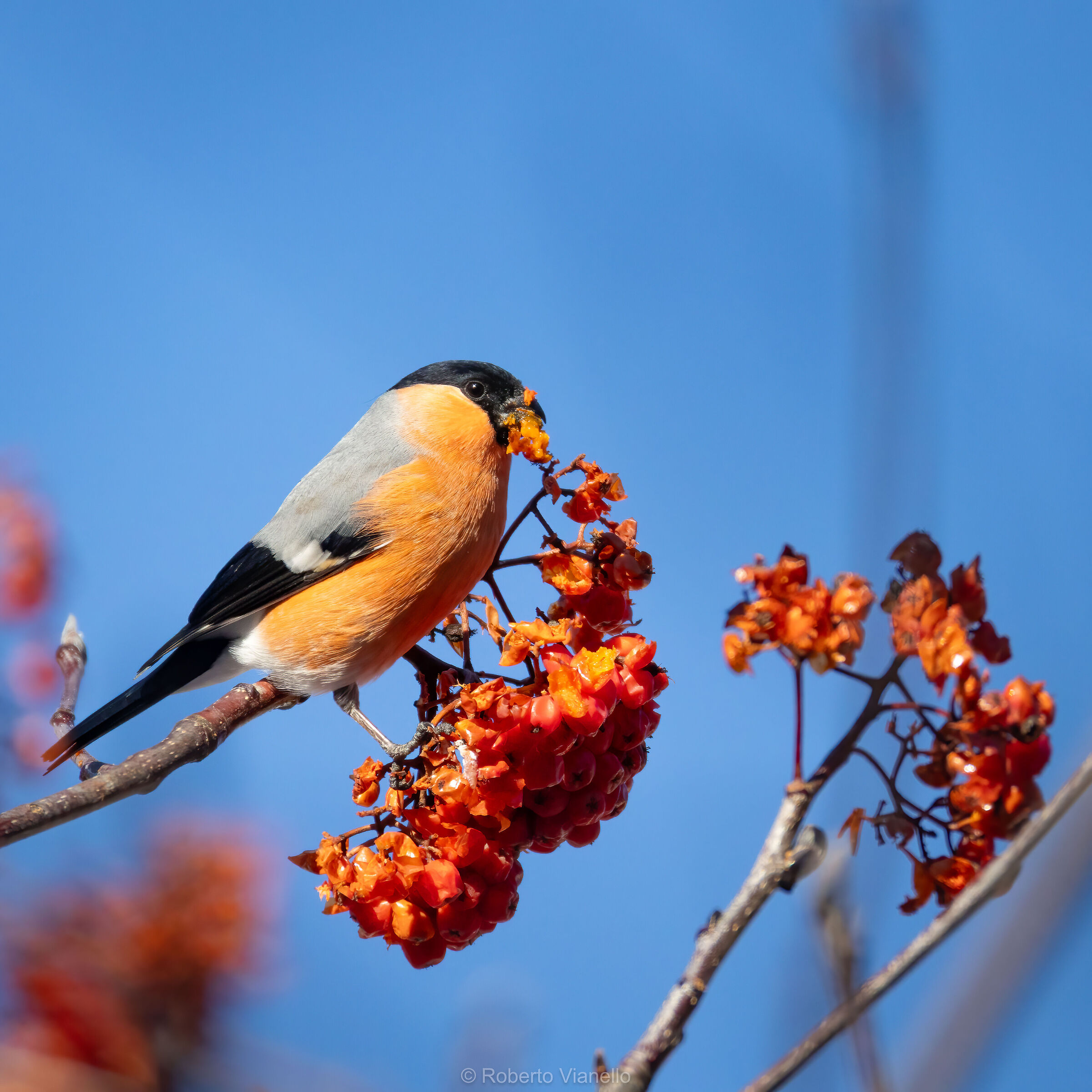 Ciuffolotto (Pyrrhula Pyrrhula)