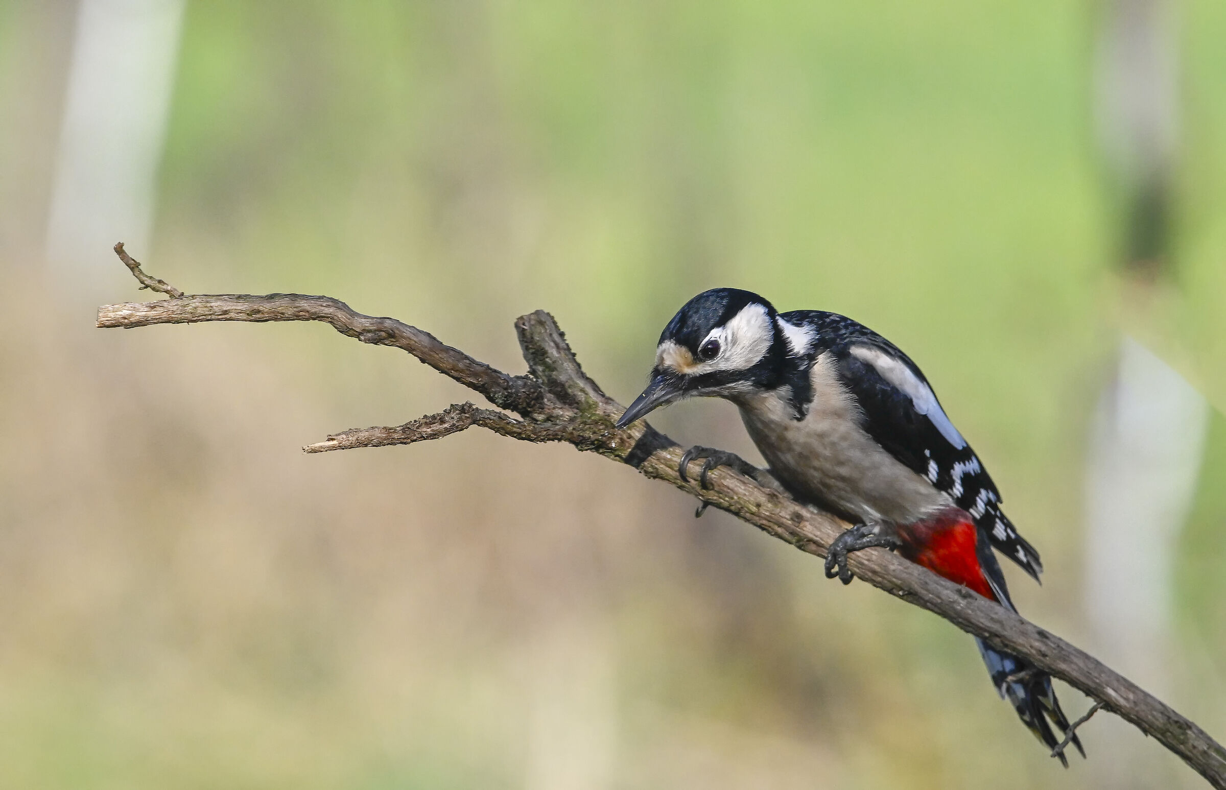 Spotted woodpecker #capannocora