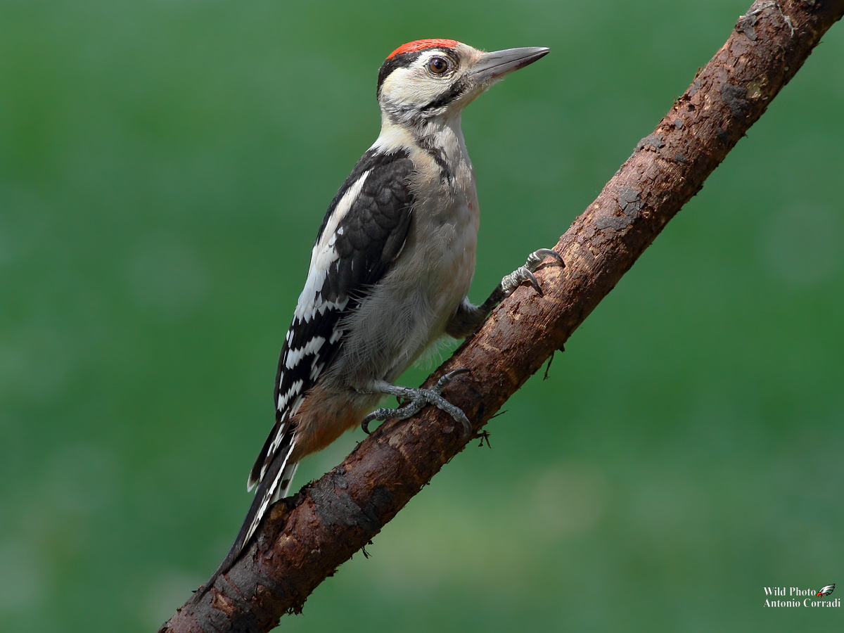 Picchio Rosso Maggiore  Piccolo