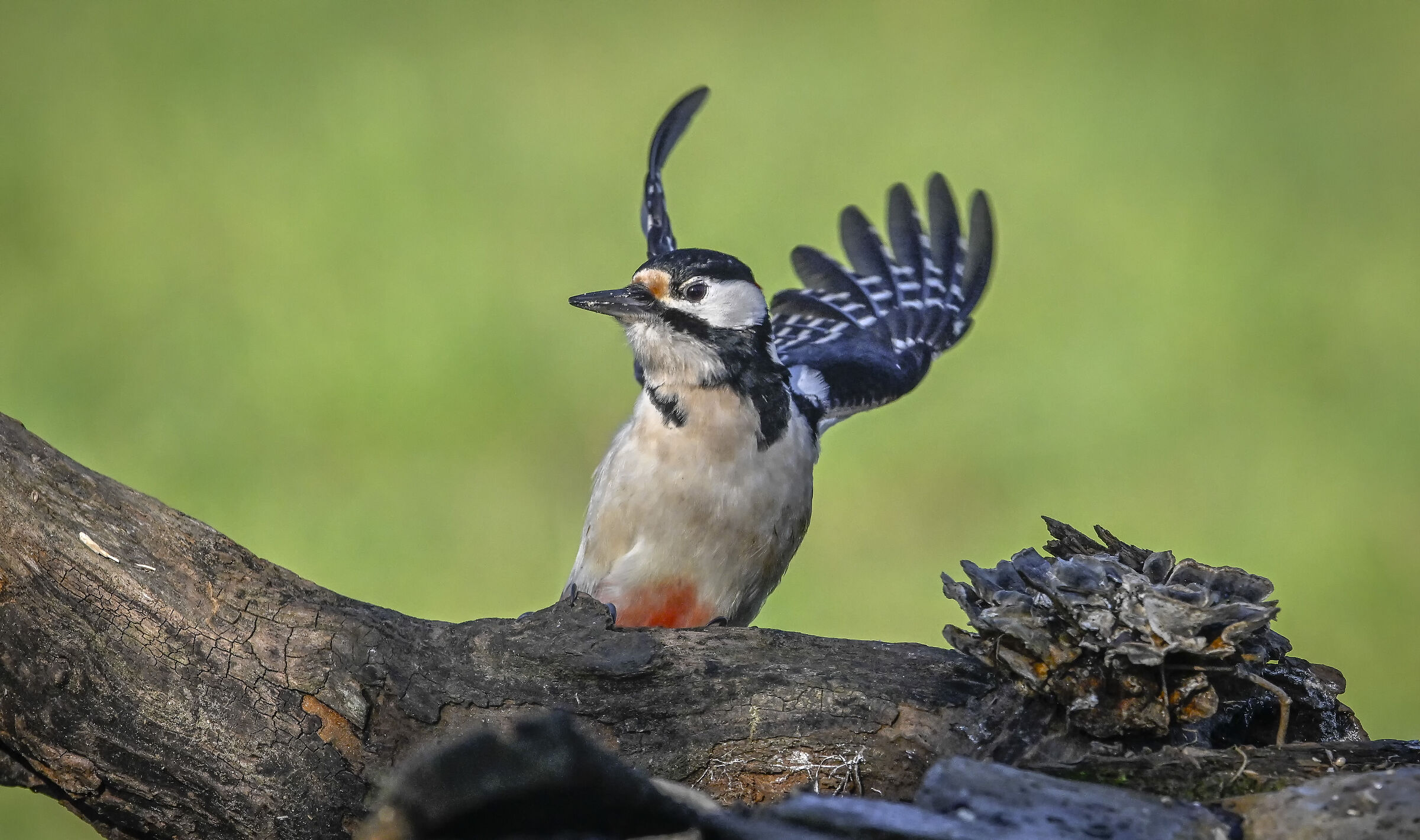 Spotted woodpecker #capannocora