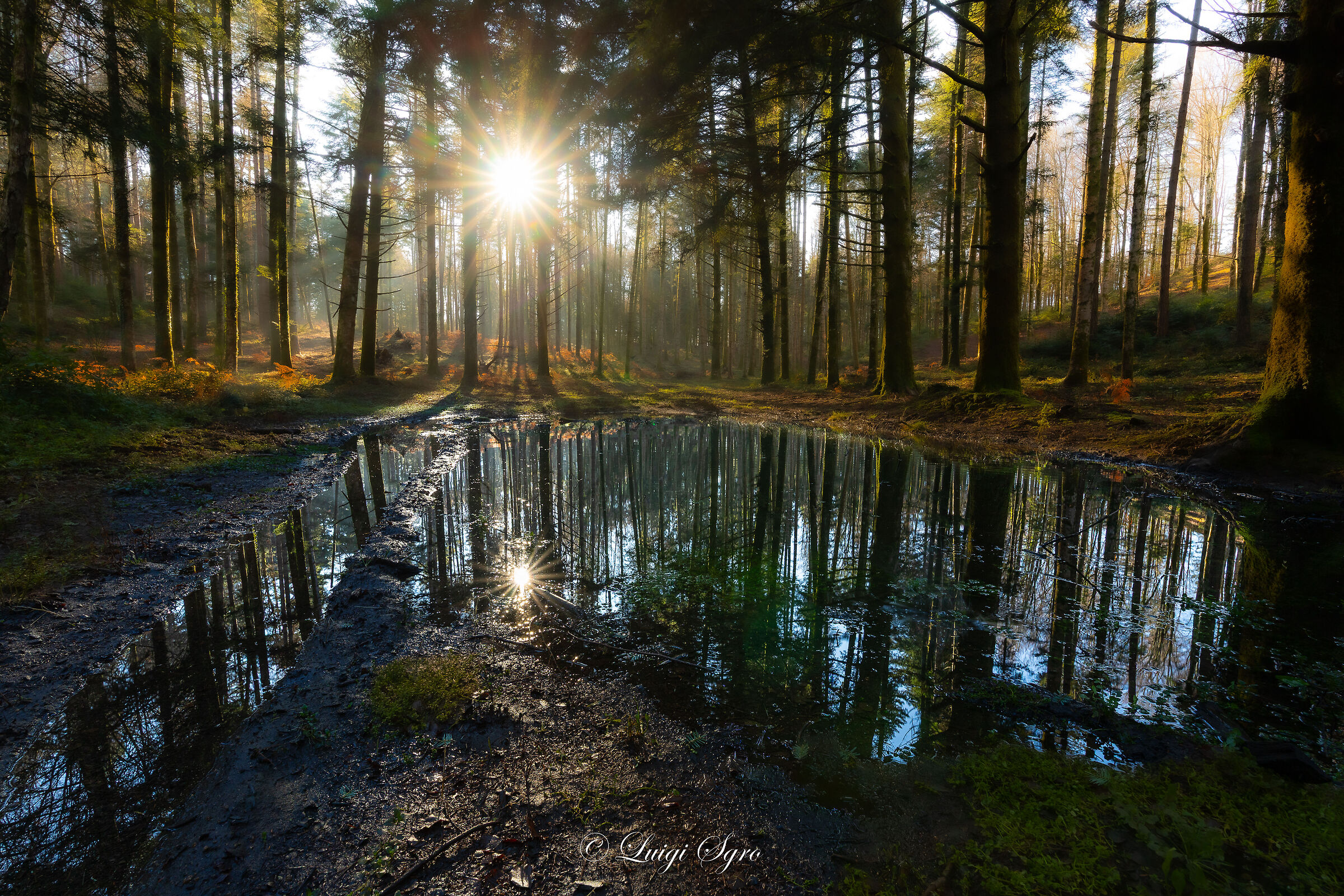 Reflections in the small pond