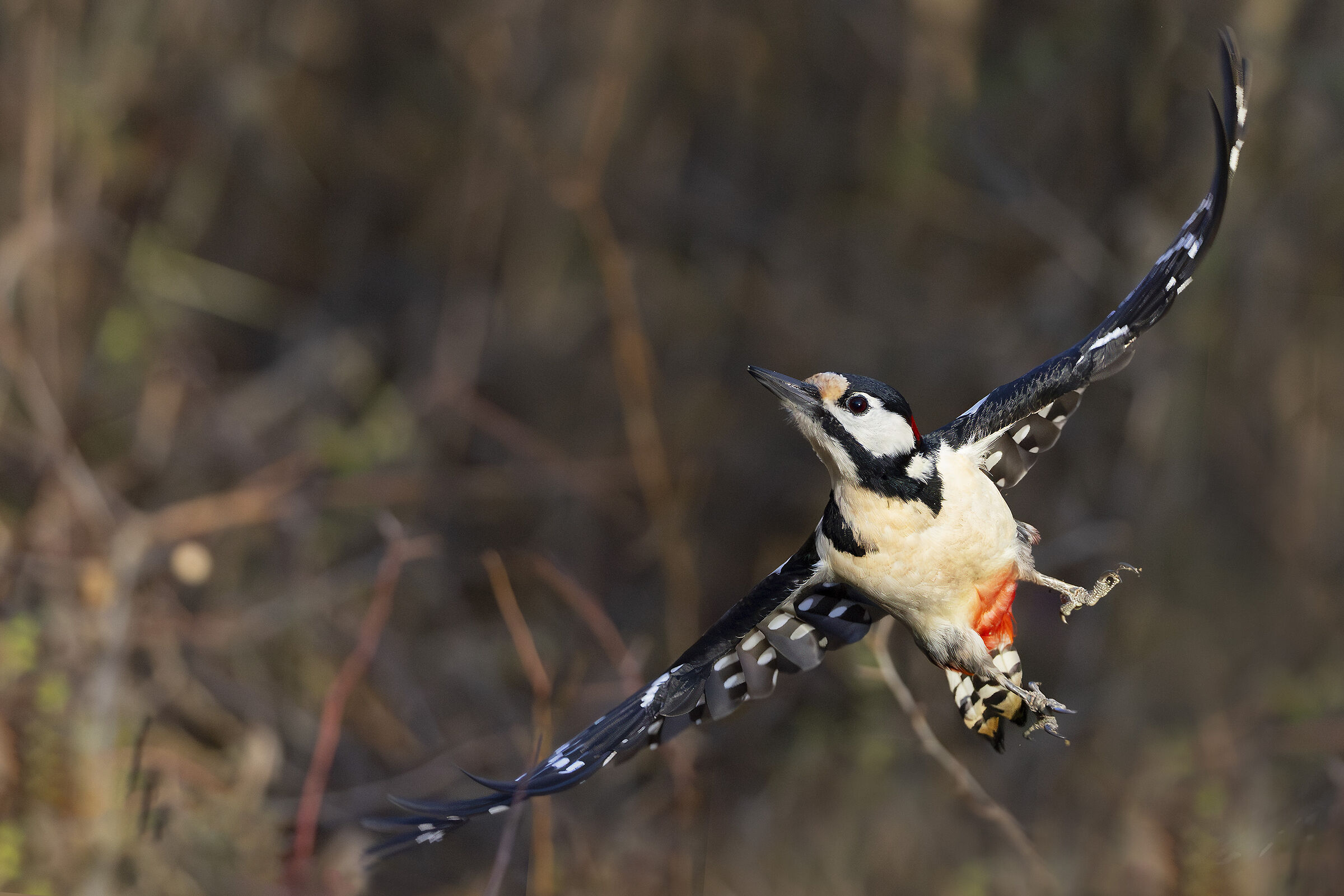 Great Spotted Woodpecker