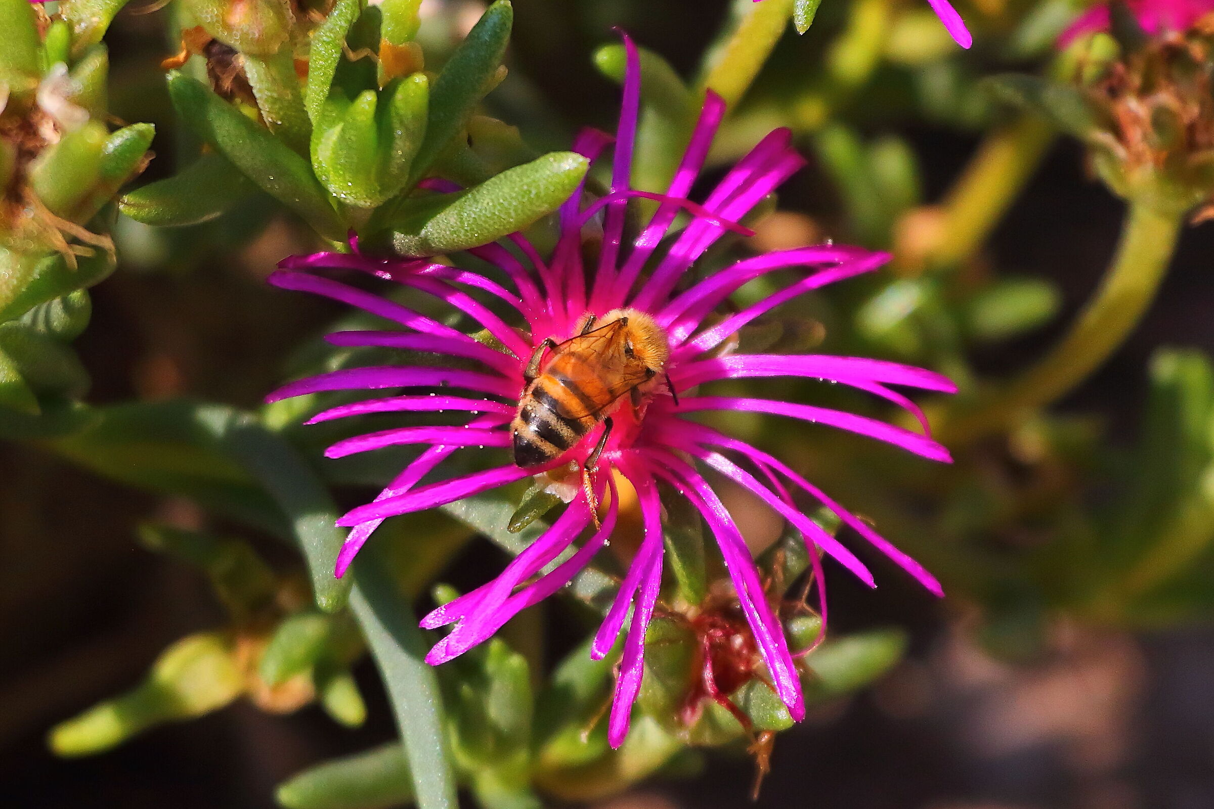 Ape 12 agosto 2025 - 0017