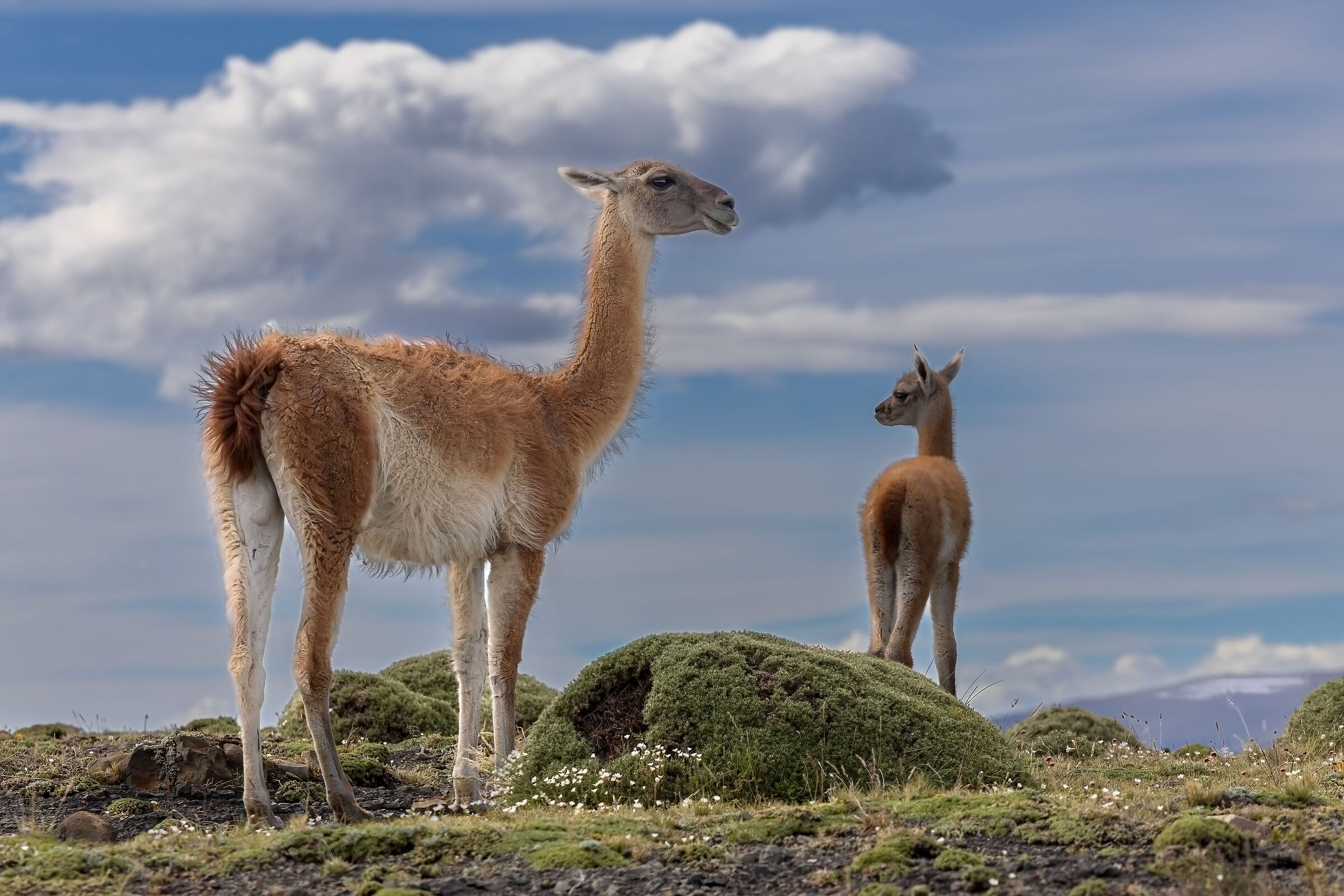 Guanaco mother & cub