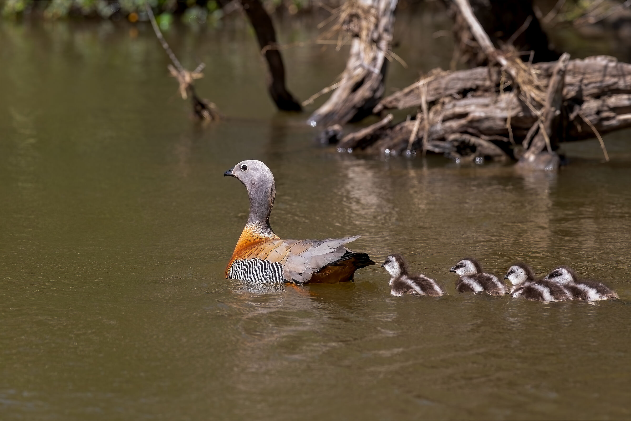 Ashy-headed goose
