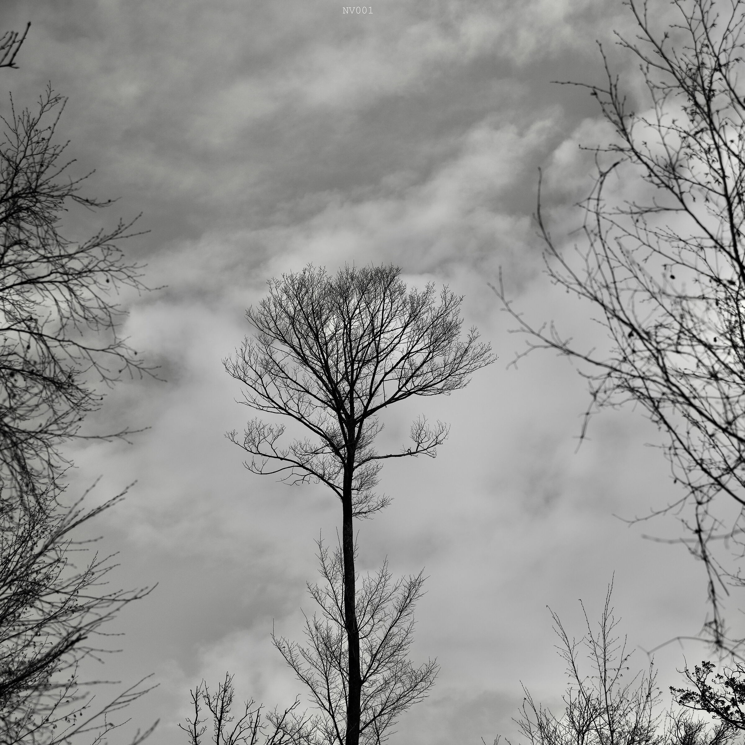 The Tree • 2026 1/365