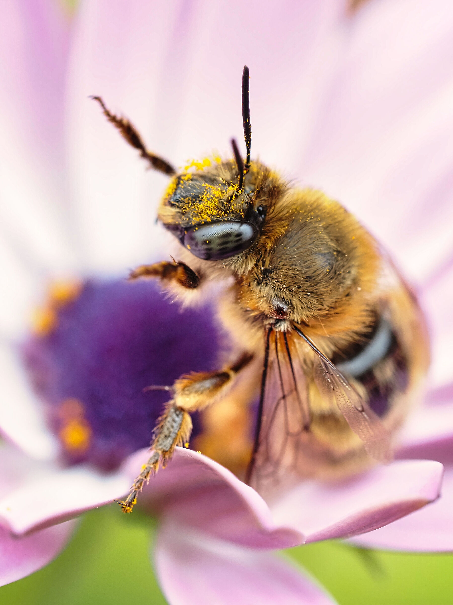 Impollinata