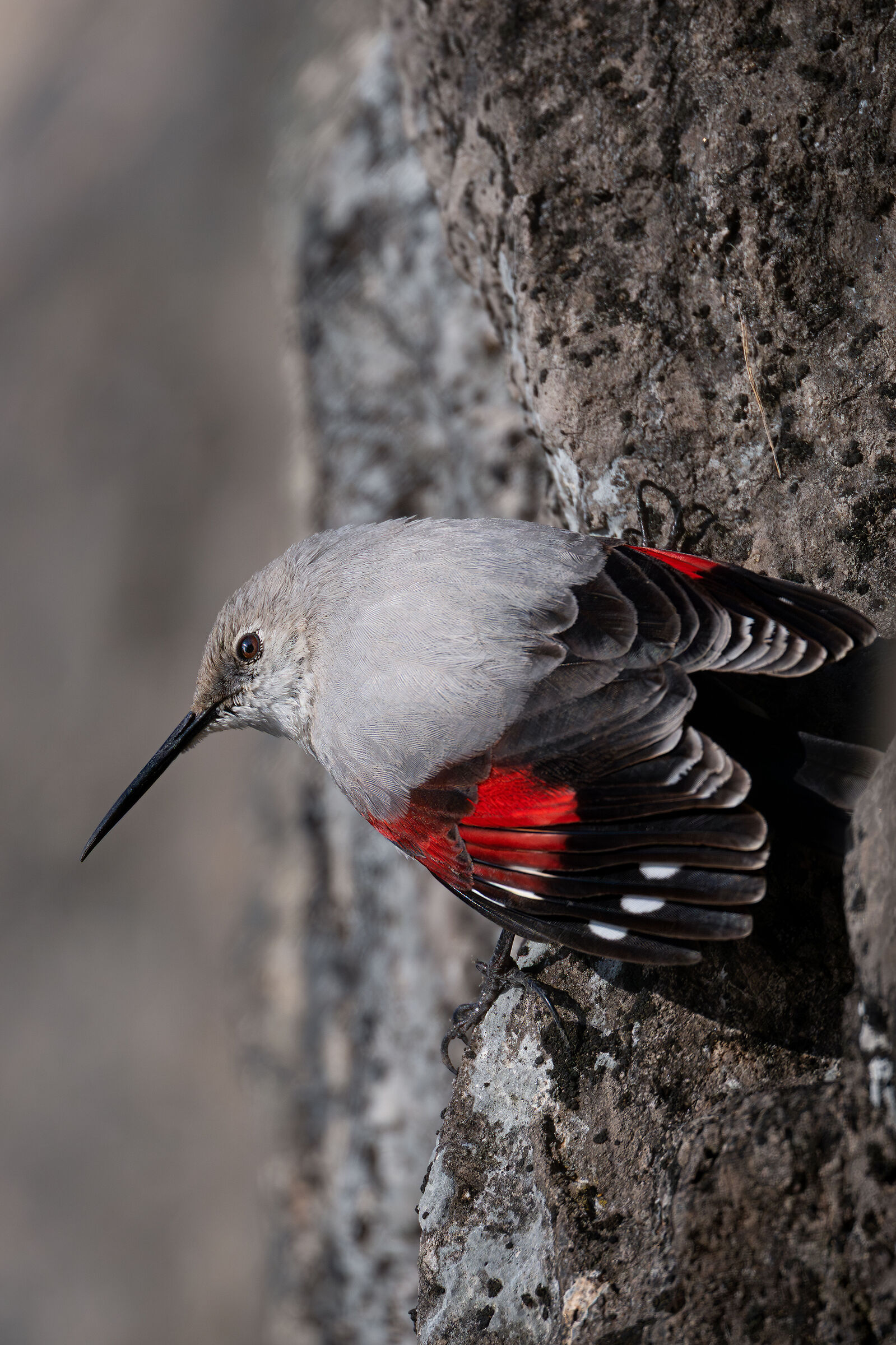 Wallcreeper