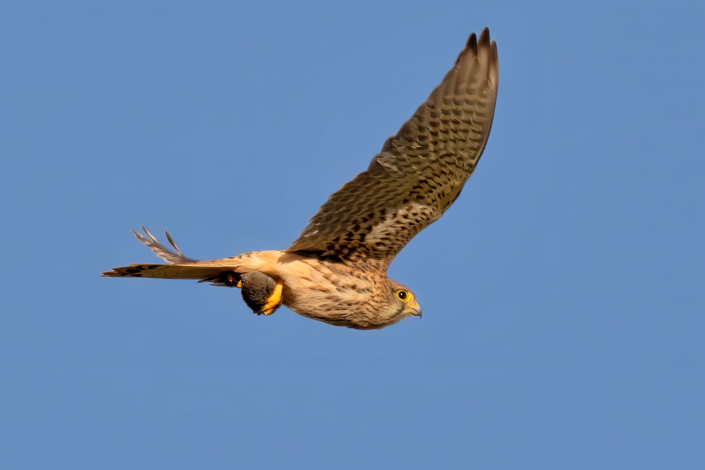 Gheppio (Falco tinnunculus)