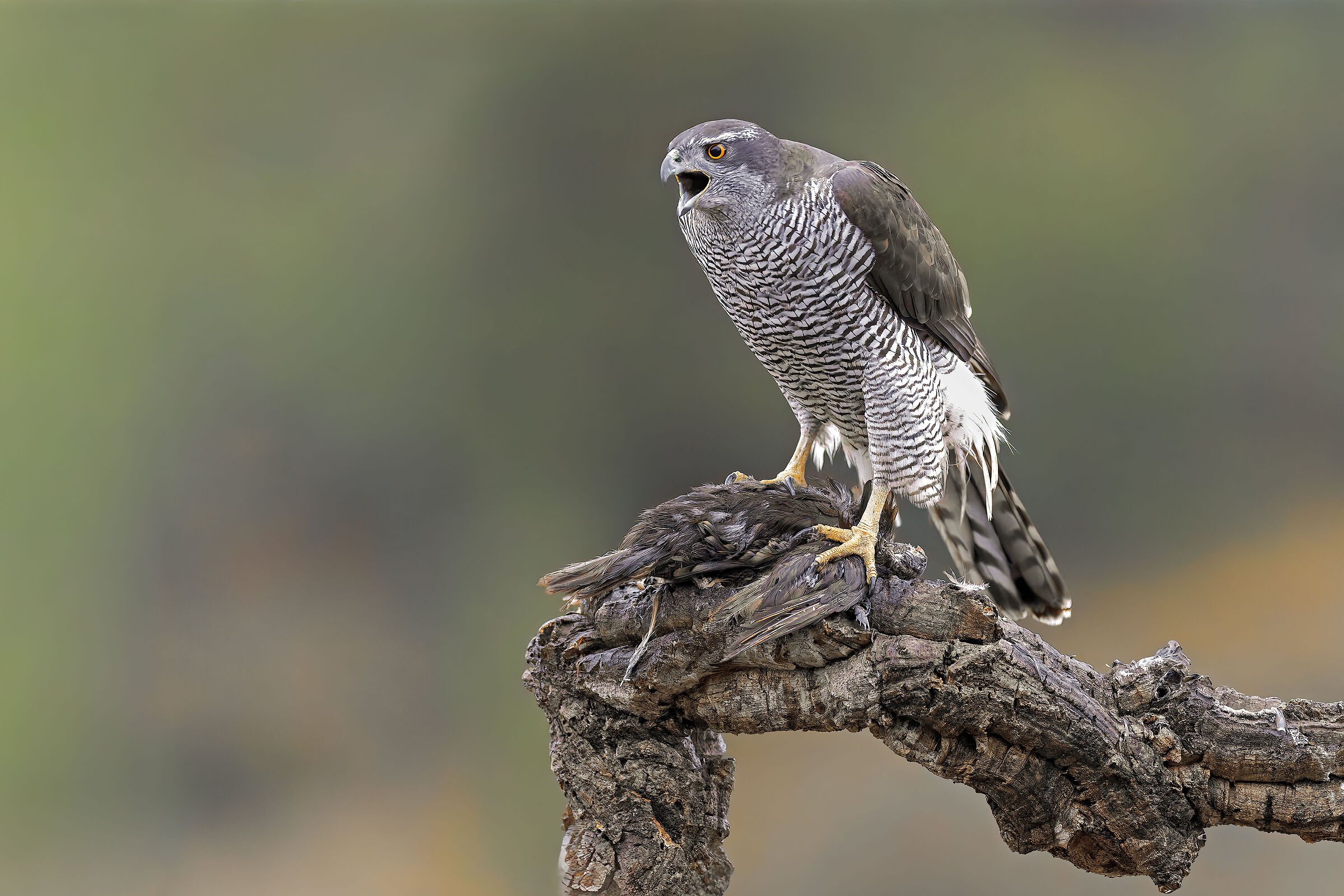 Goshawk