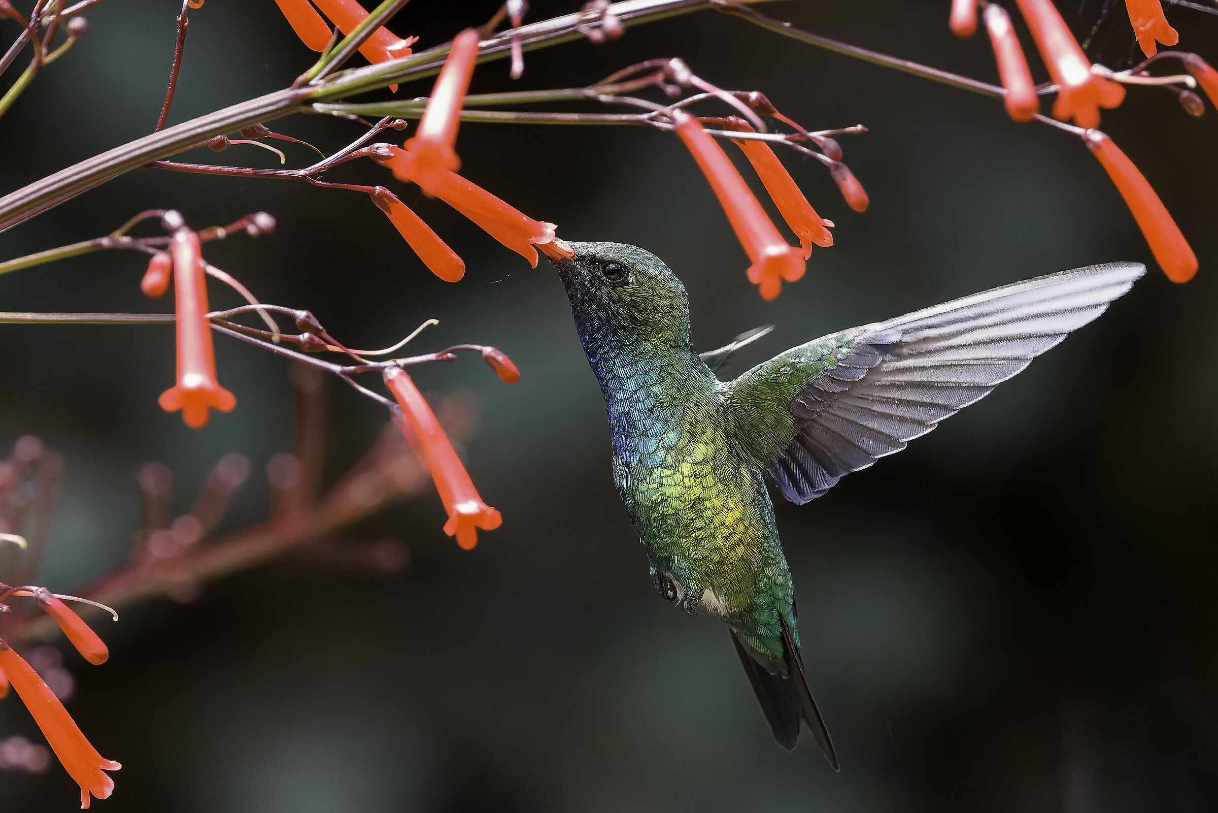 Chlorostilbon lucidus