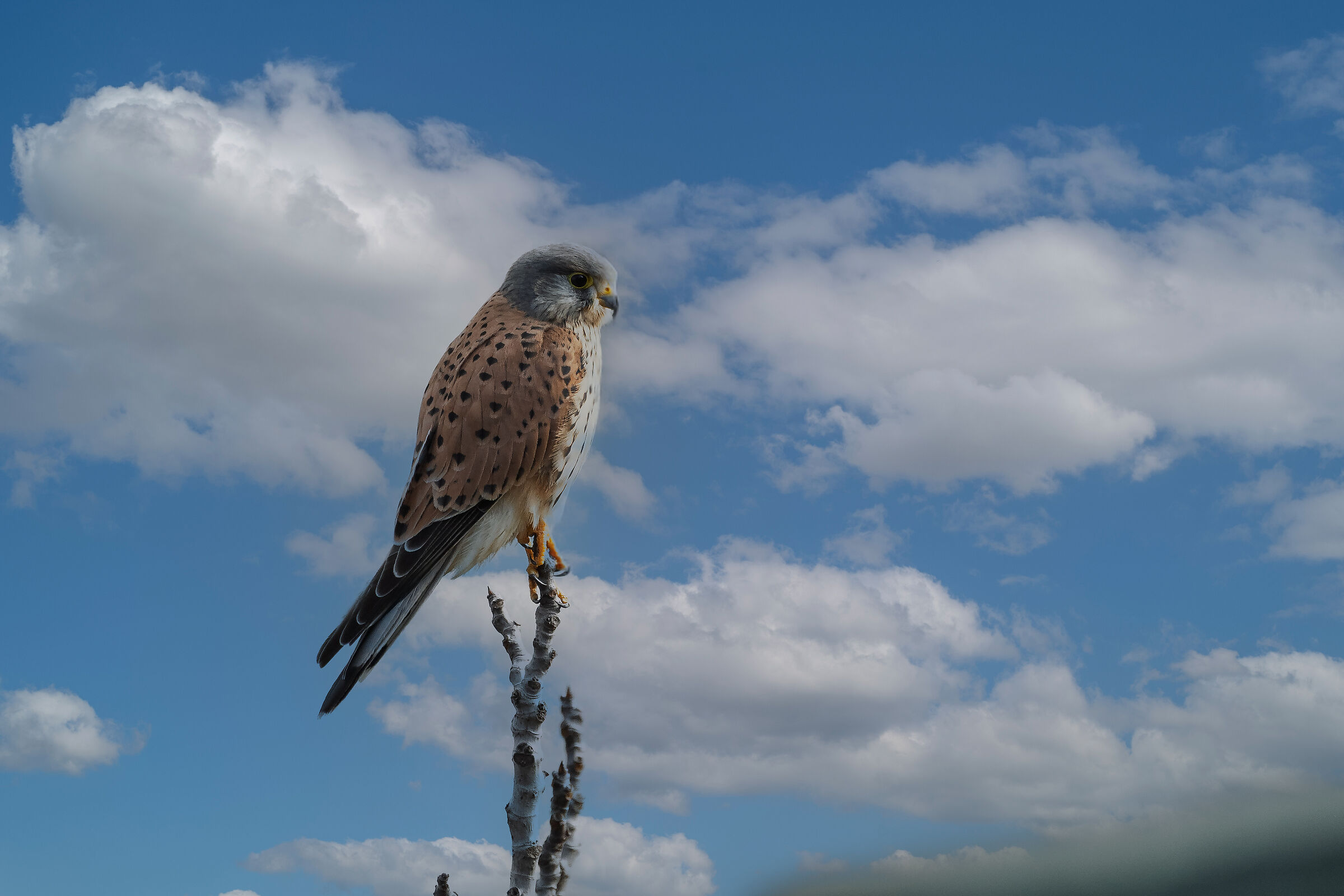 Kestrel