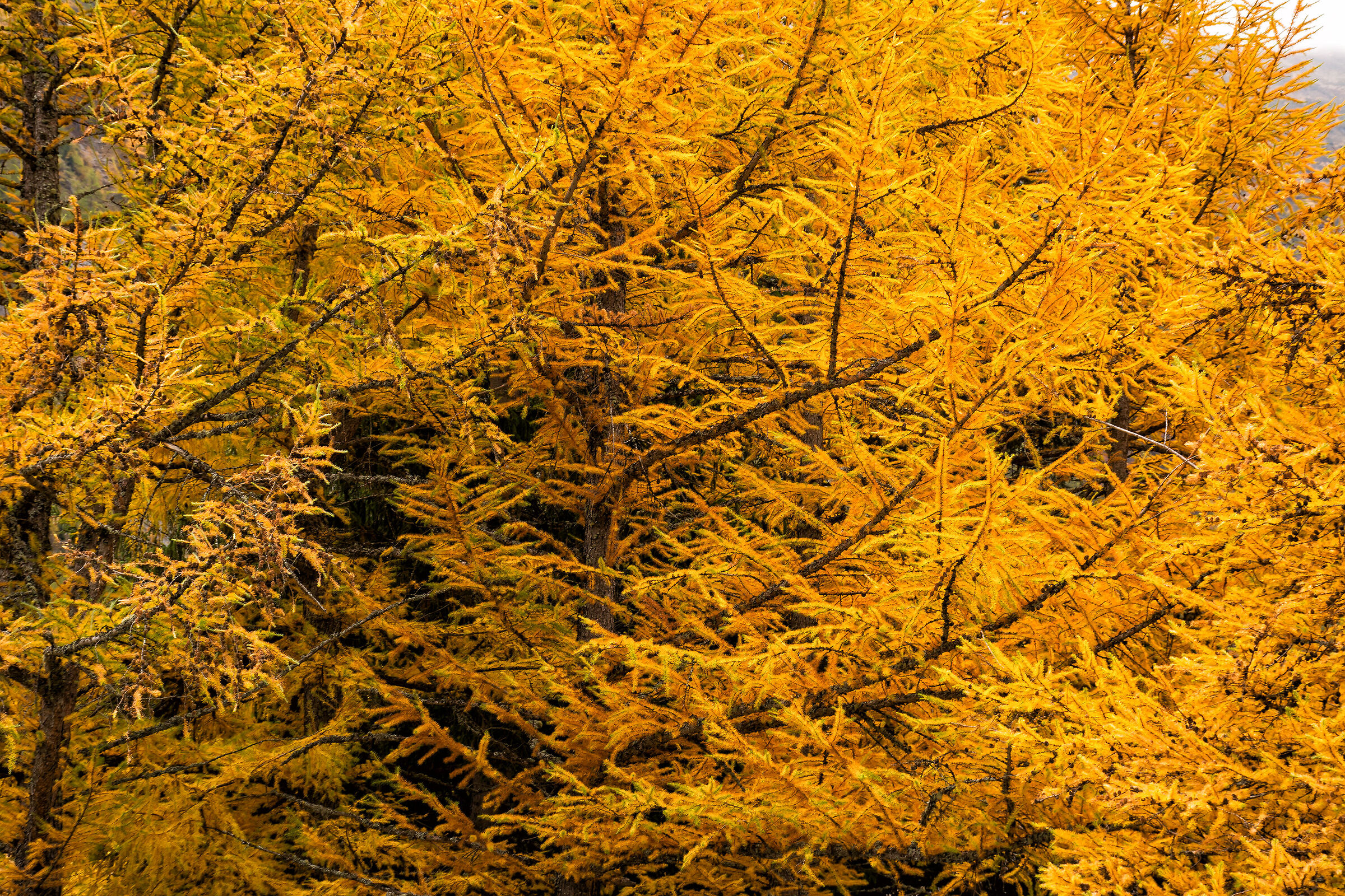 Giallo