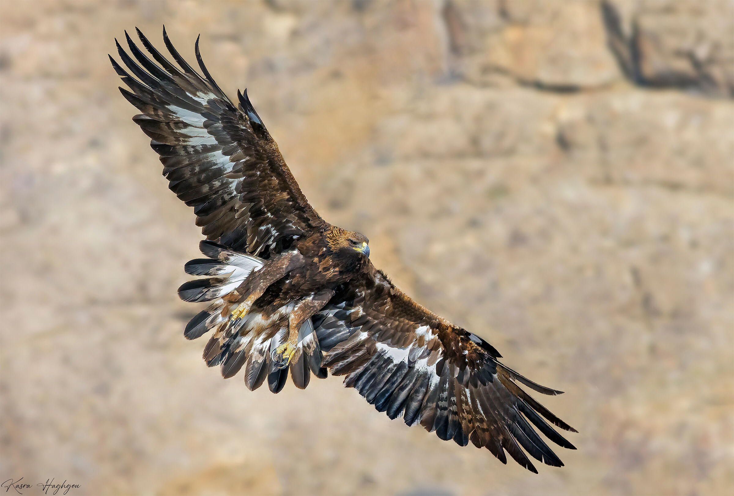 Golden eagle
