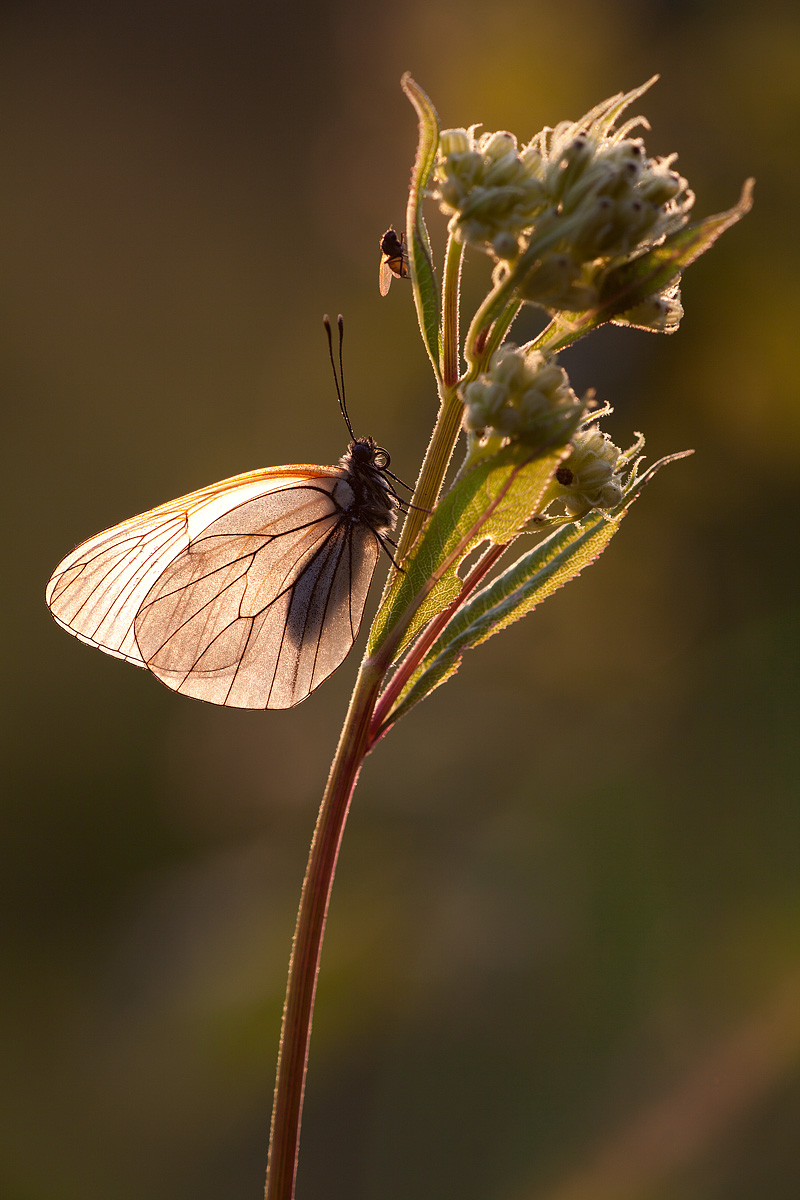 Aporia in controluce