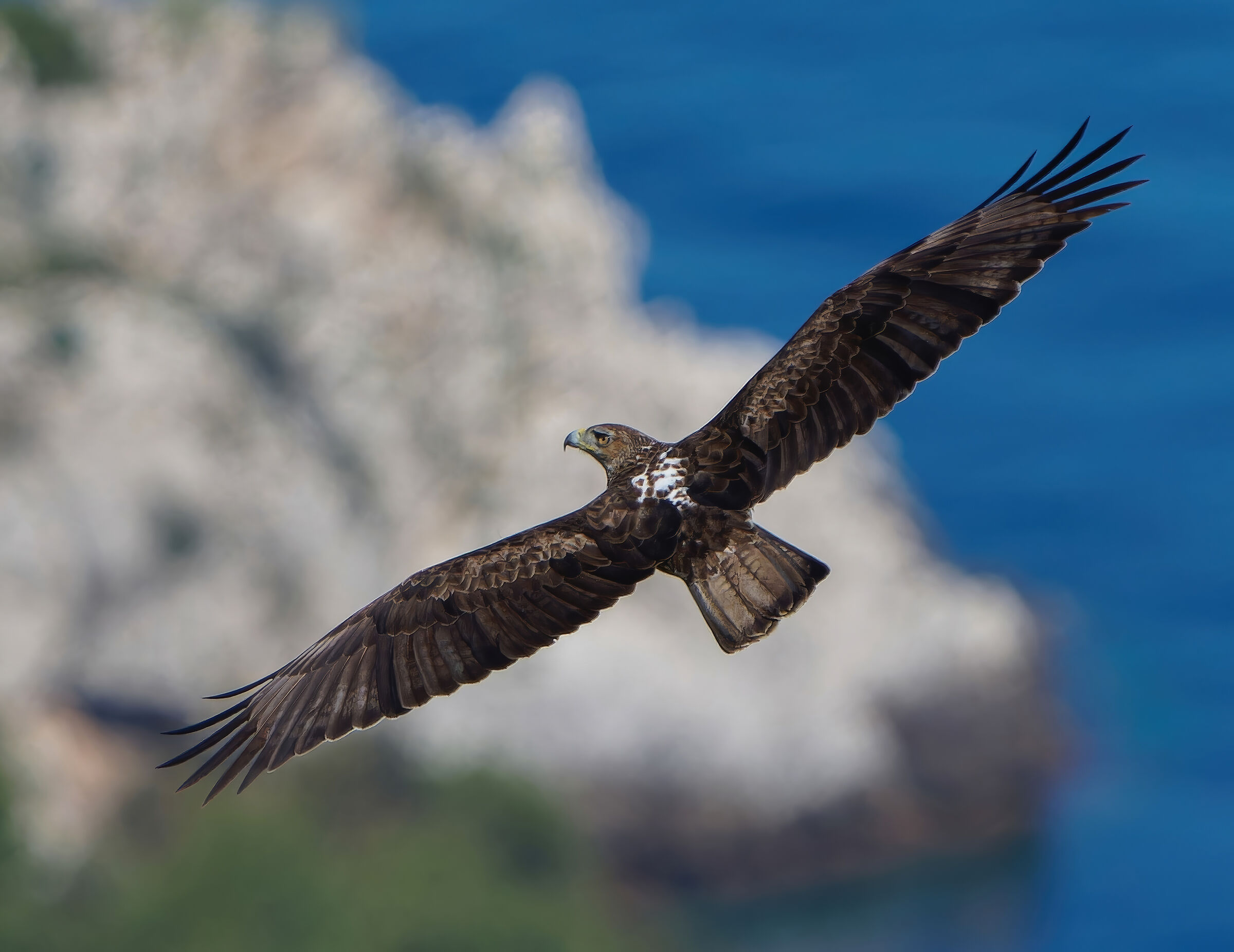 Bonelli's Eagle