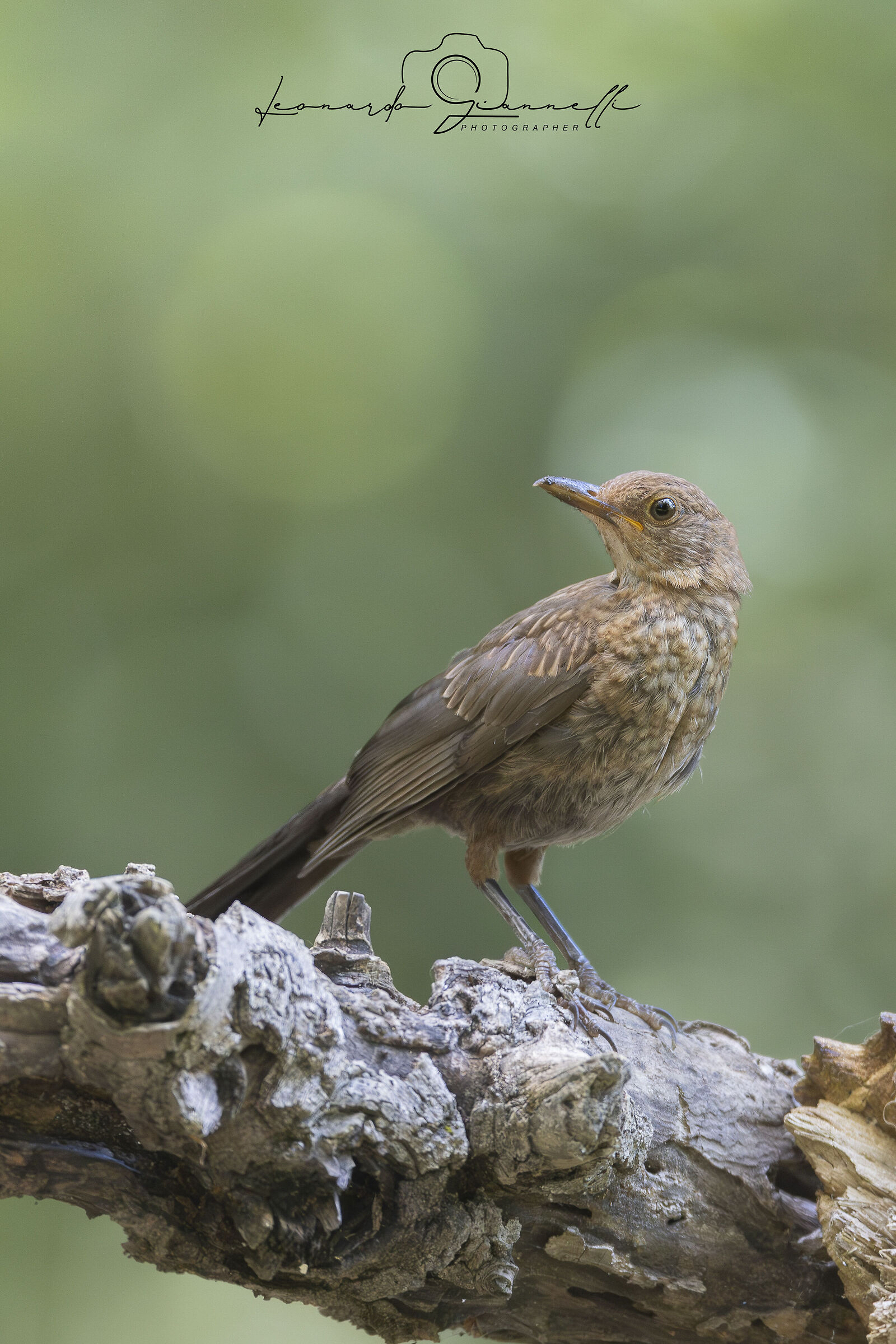Blackbird (Tordus merula)