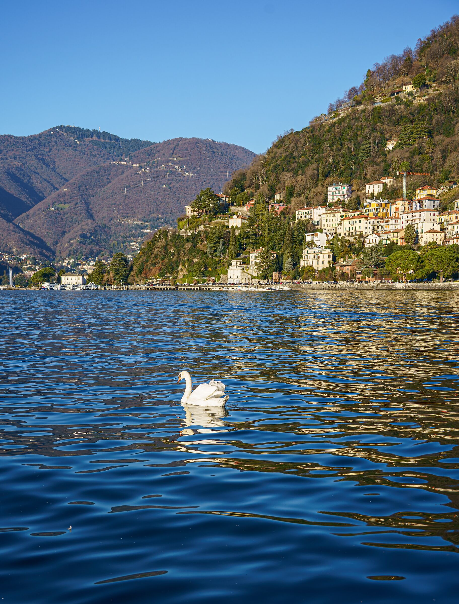 Il lago del Cigno