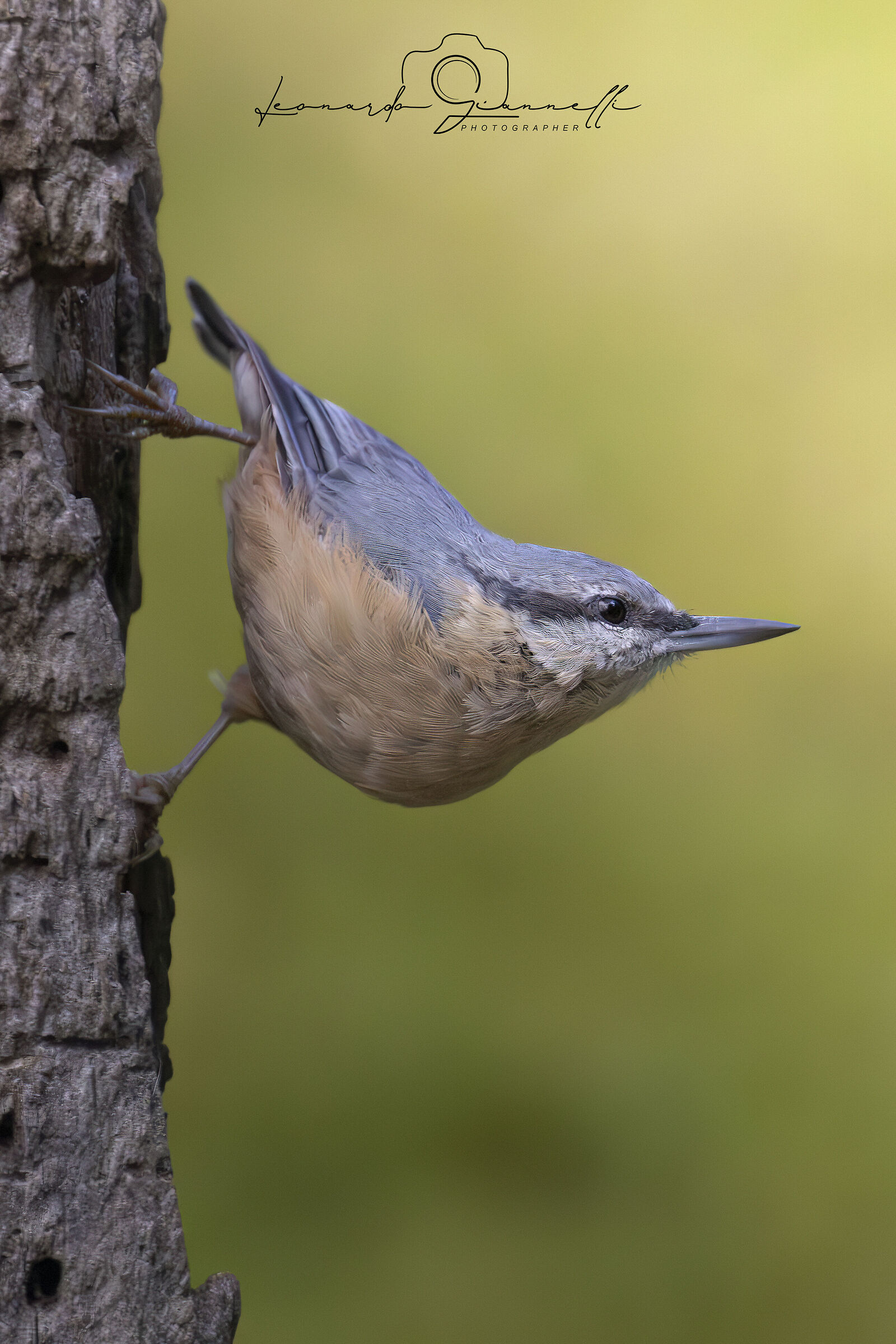 Nuthatch (Sitta europaea)